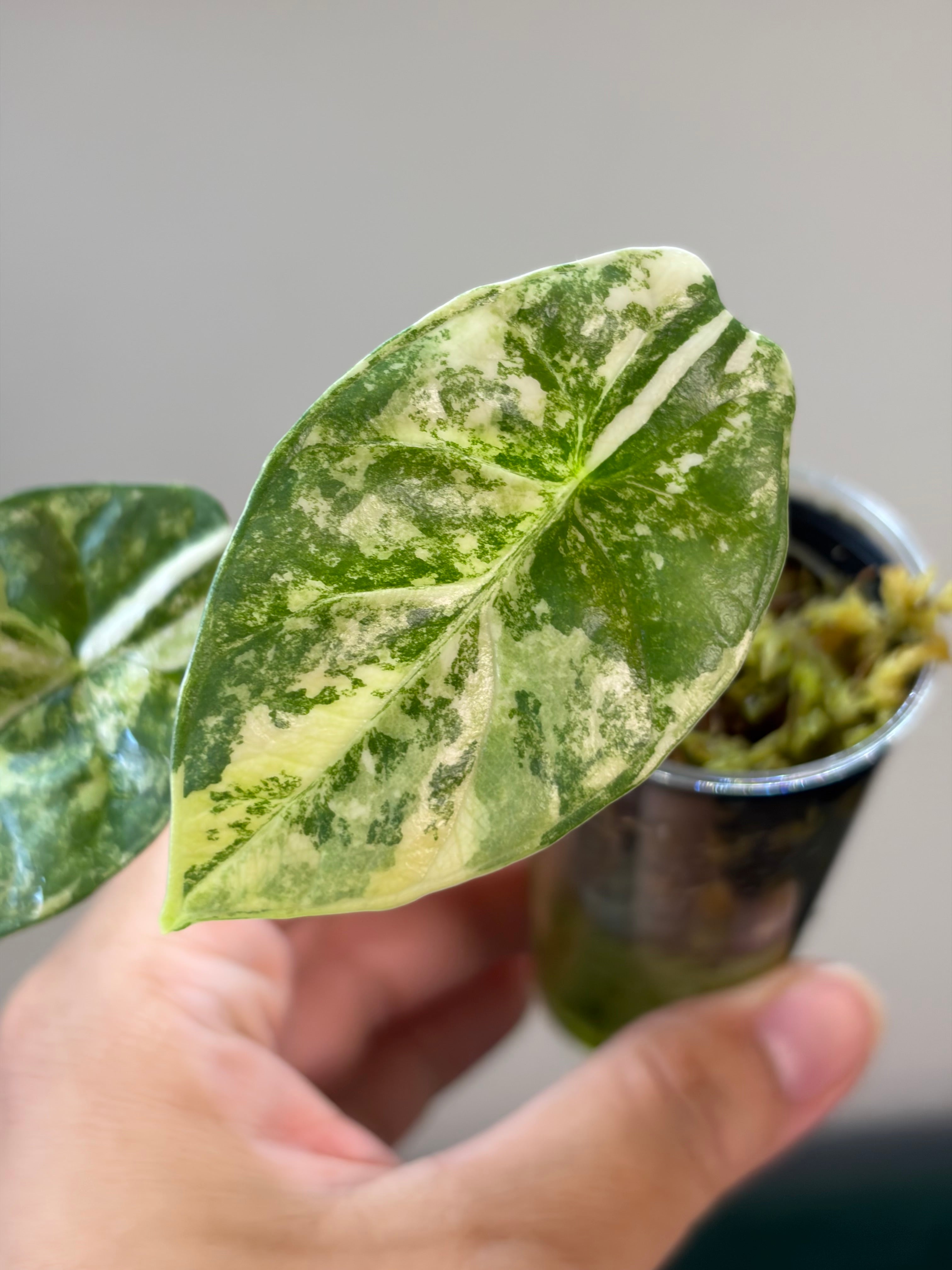 Alocasia Sinuata aurea #2