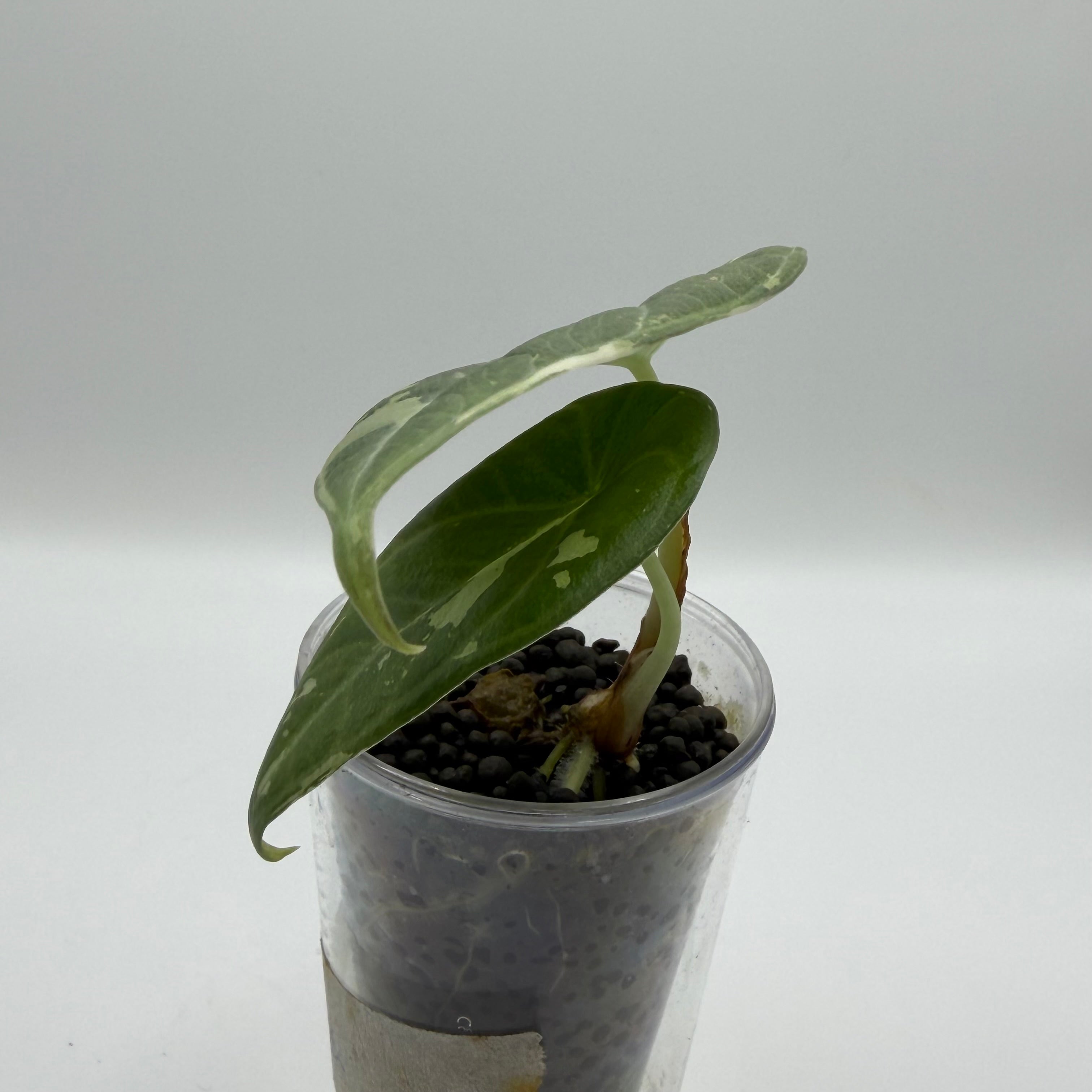 Alocasia Maharani albo