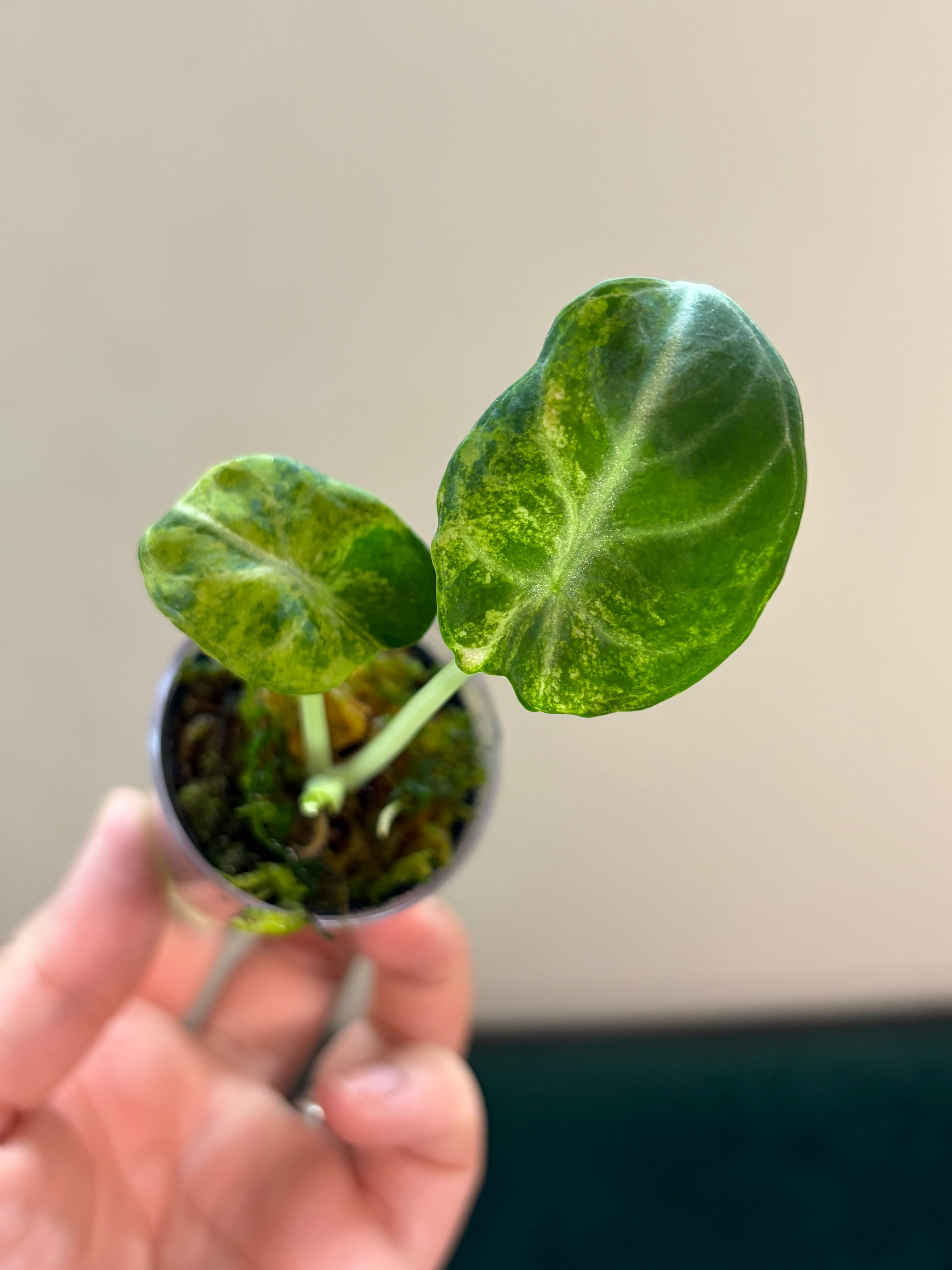 Alocasia Ninja aurea