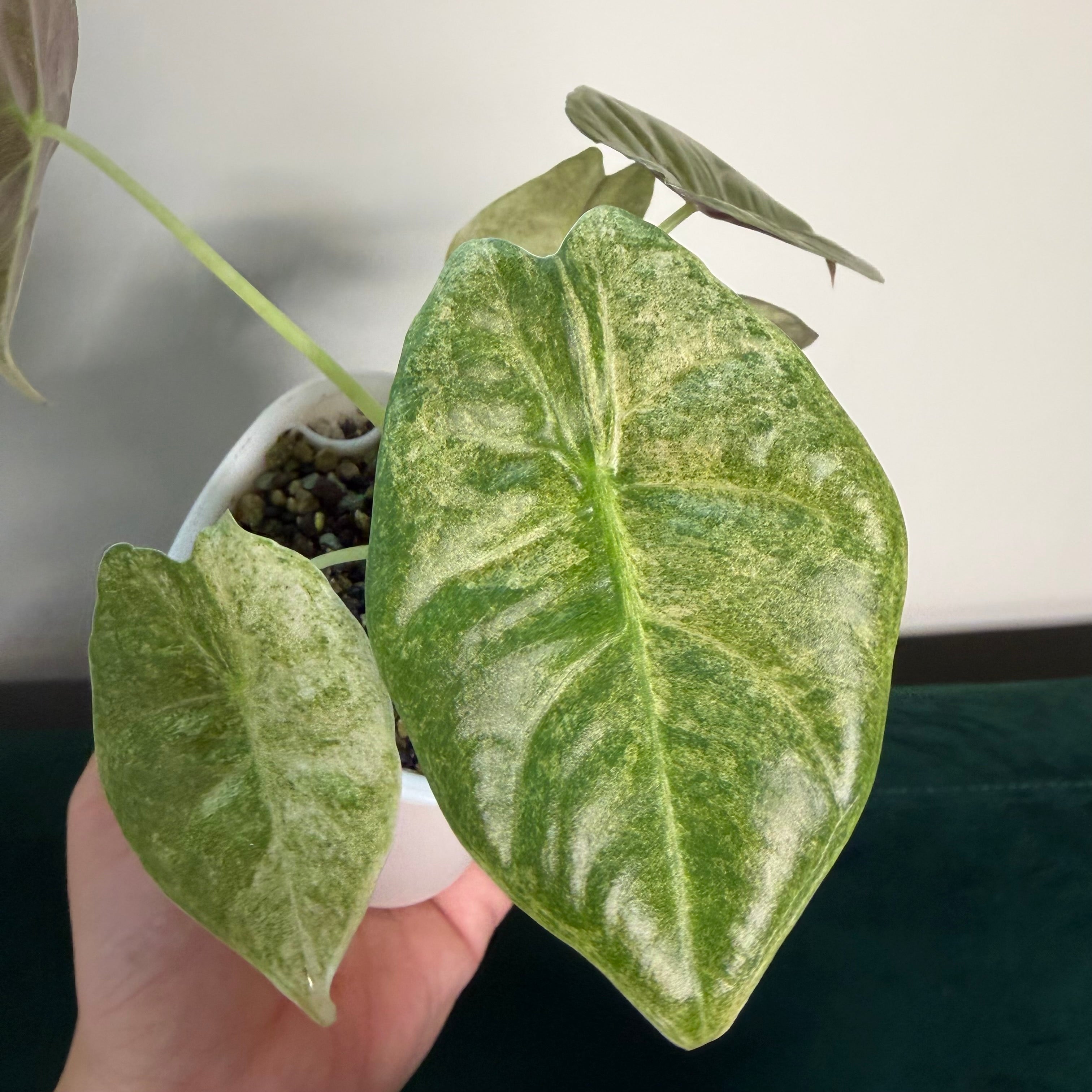 Alocasia Golden bone pink splash (corm)