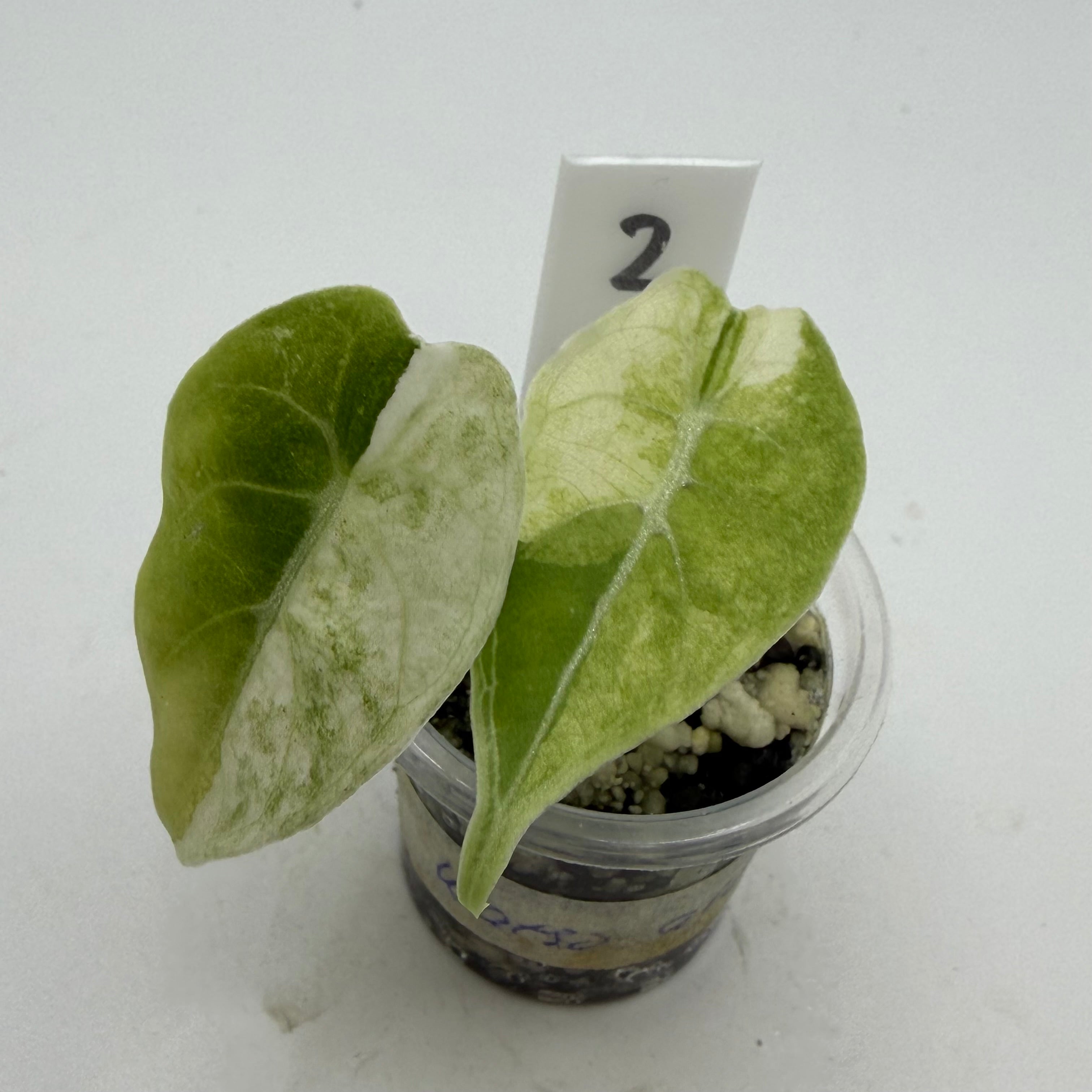 Alocasia Watsoniana albo #2