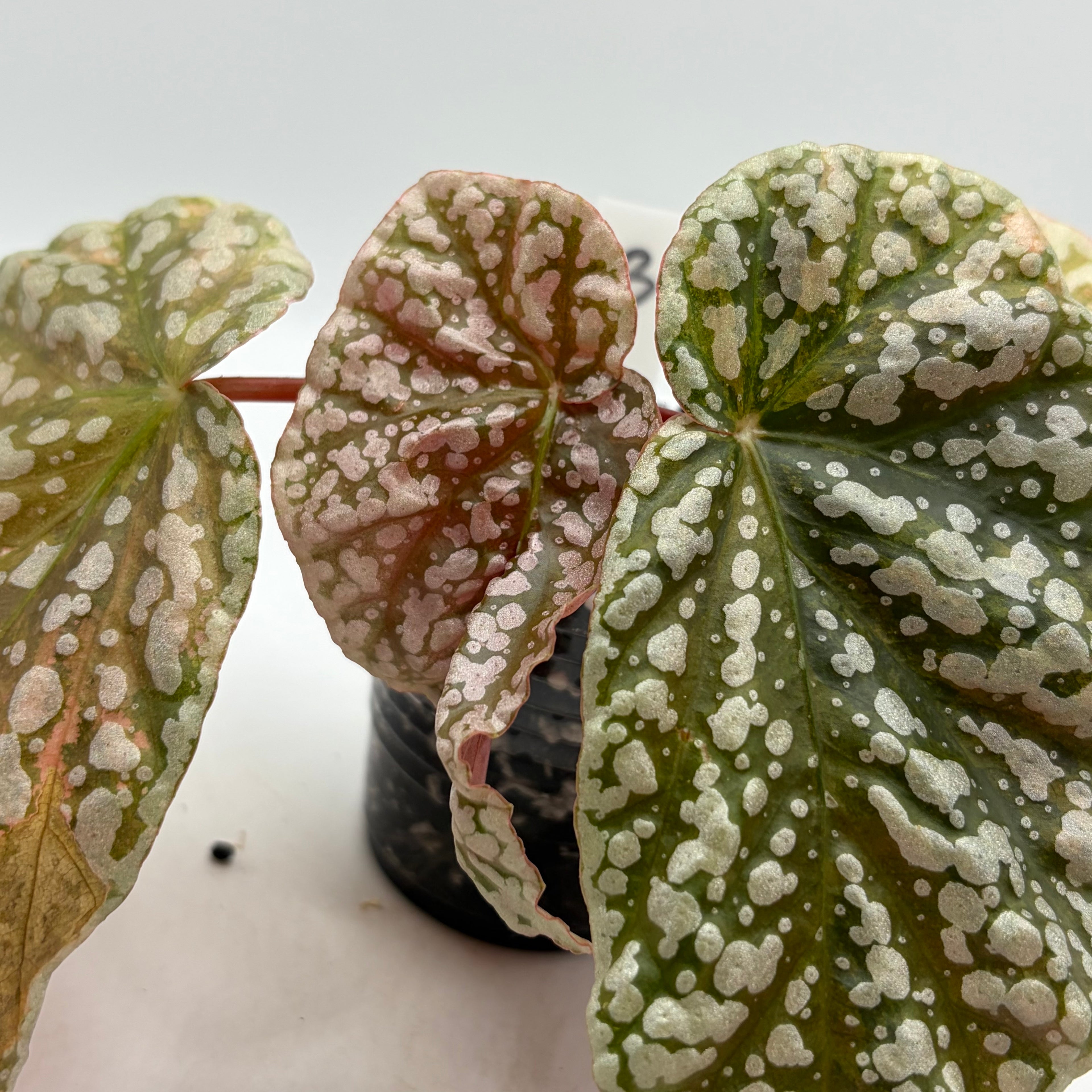 Begonia Snowcapped variegata #3