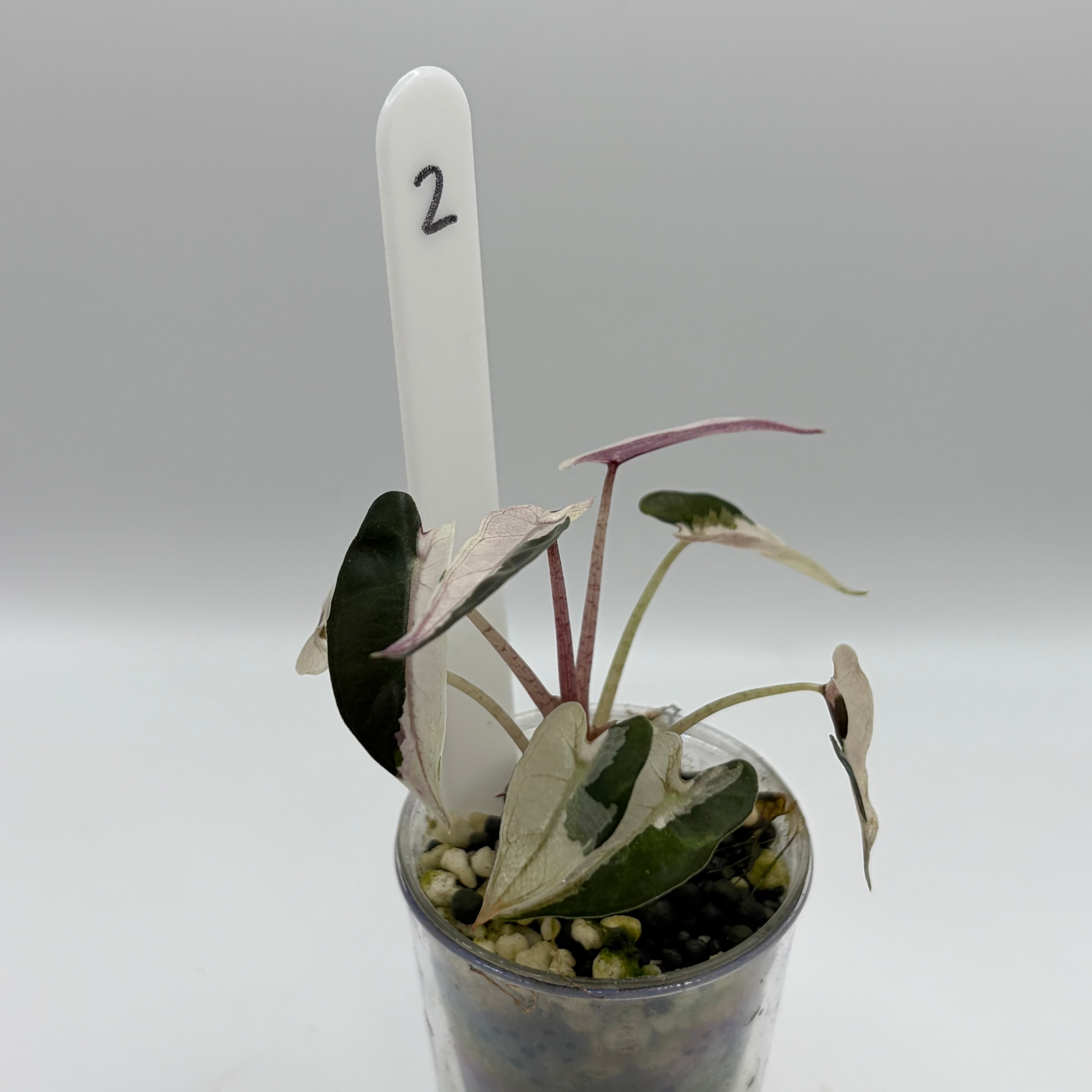 Alocasia Bambino pink