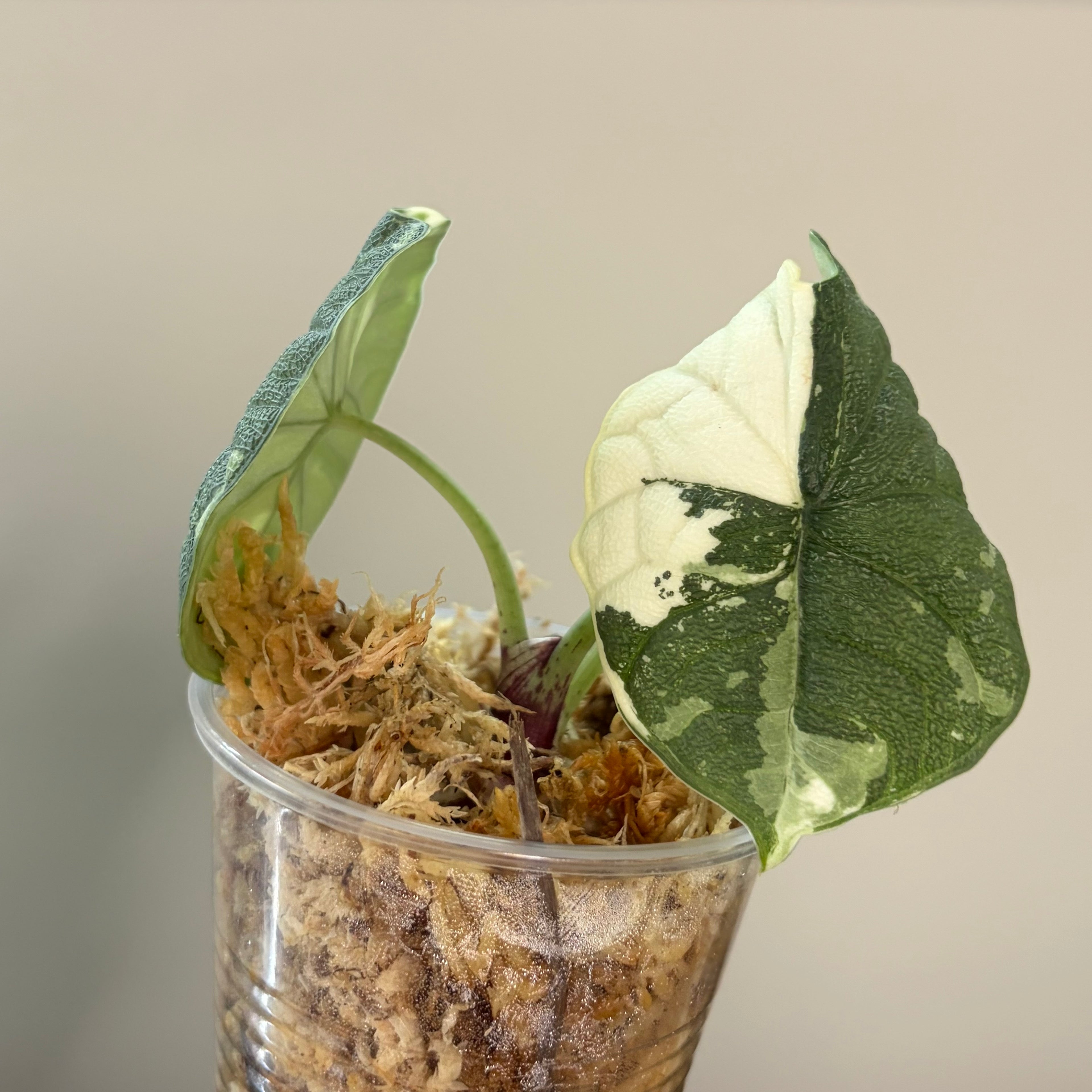 Alocasia Melo albo #1