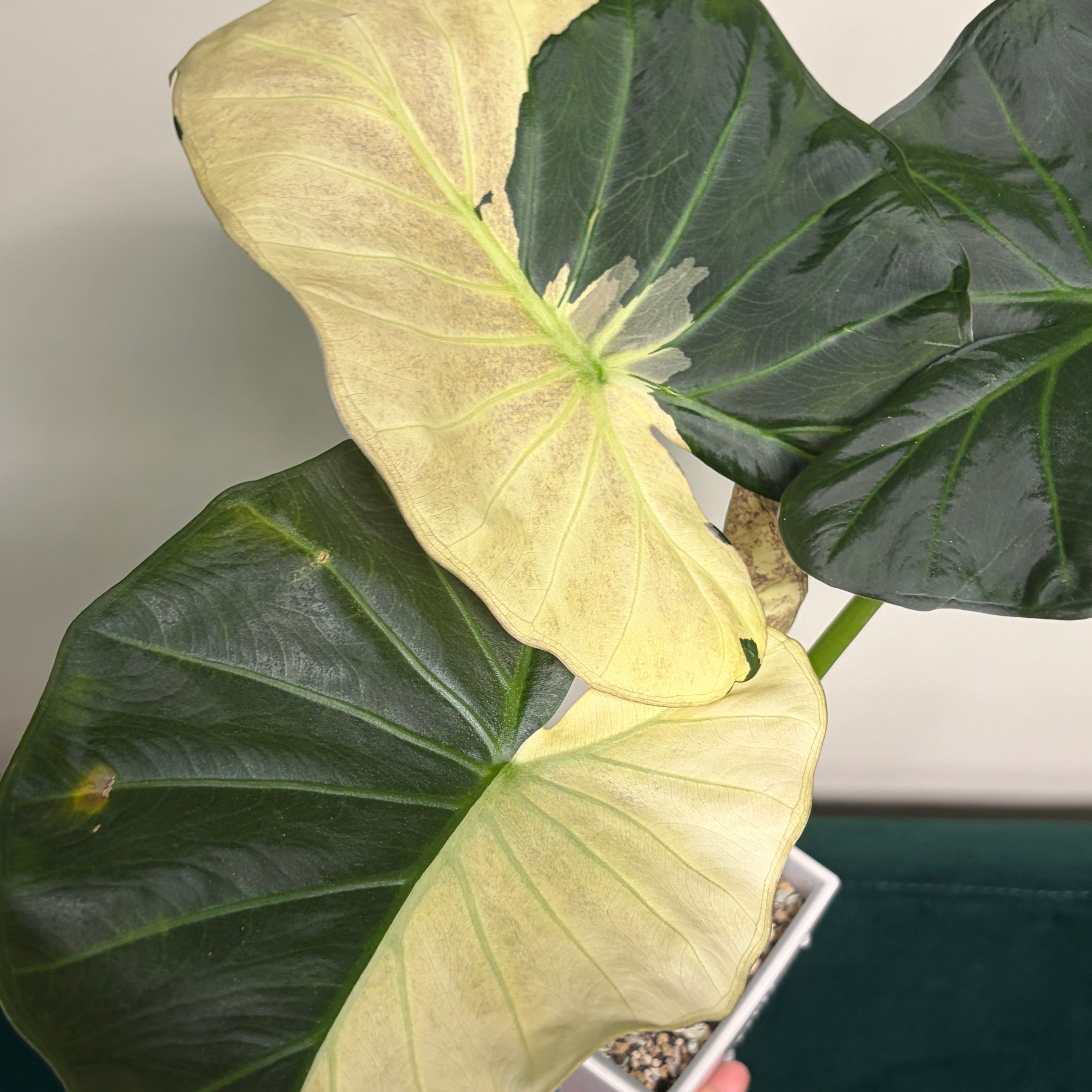 Alocasia Regal shield albo (corm)