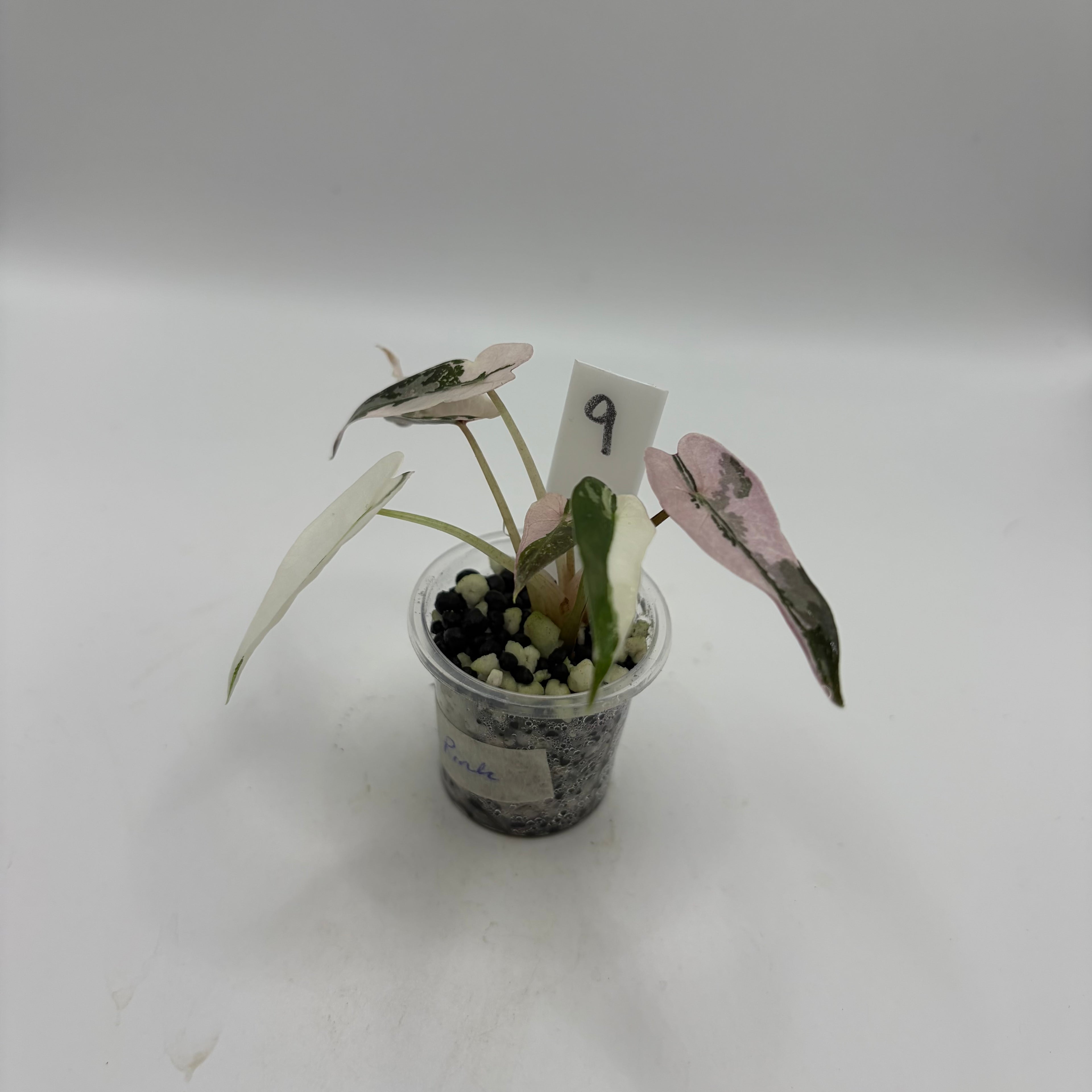 Alocasia Bambino pink