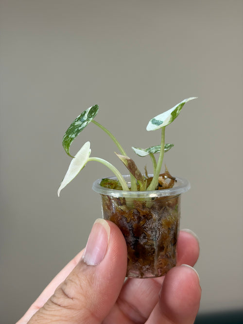 Alocasia Cuprea pink marble #1