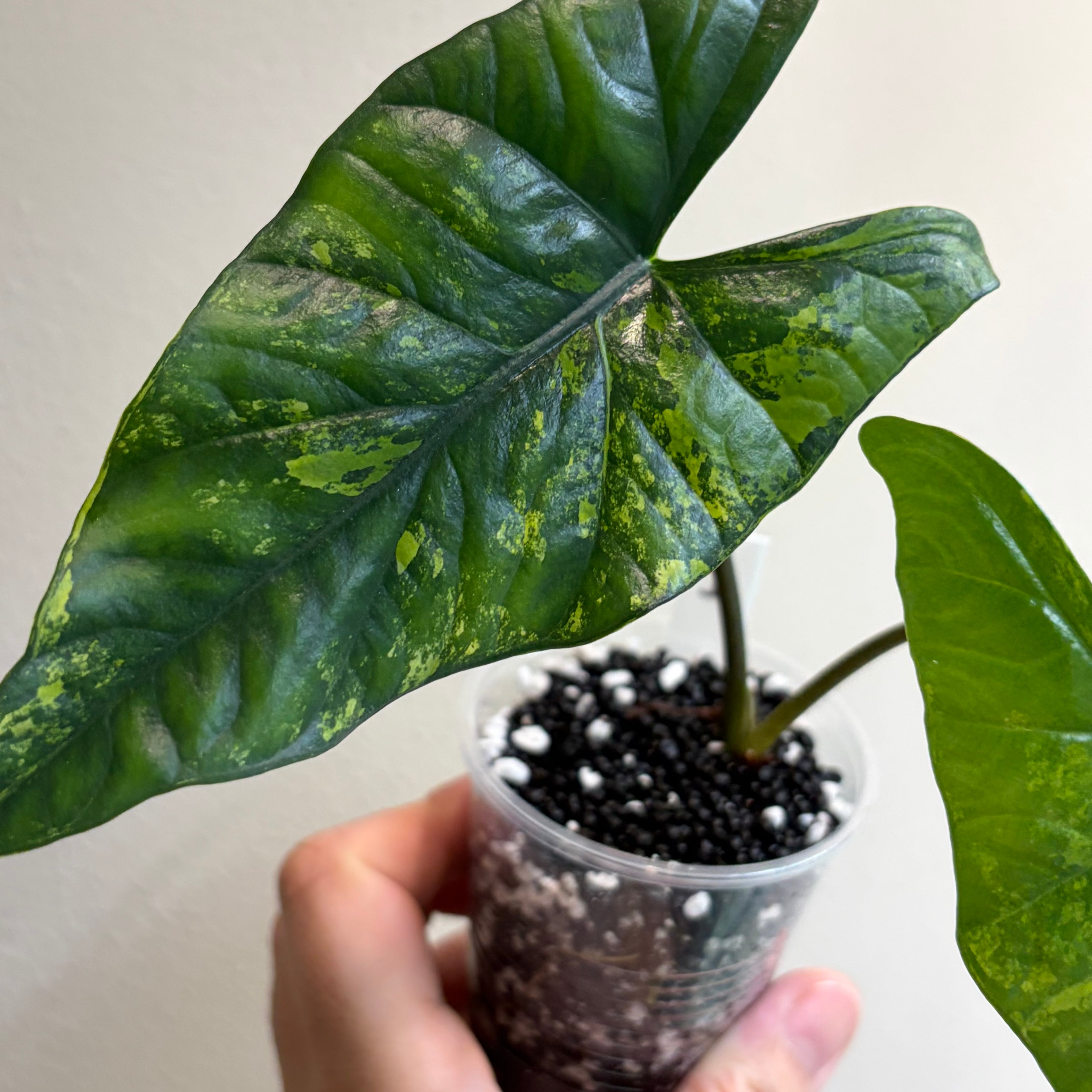 Alocasia Simpo aurea