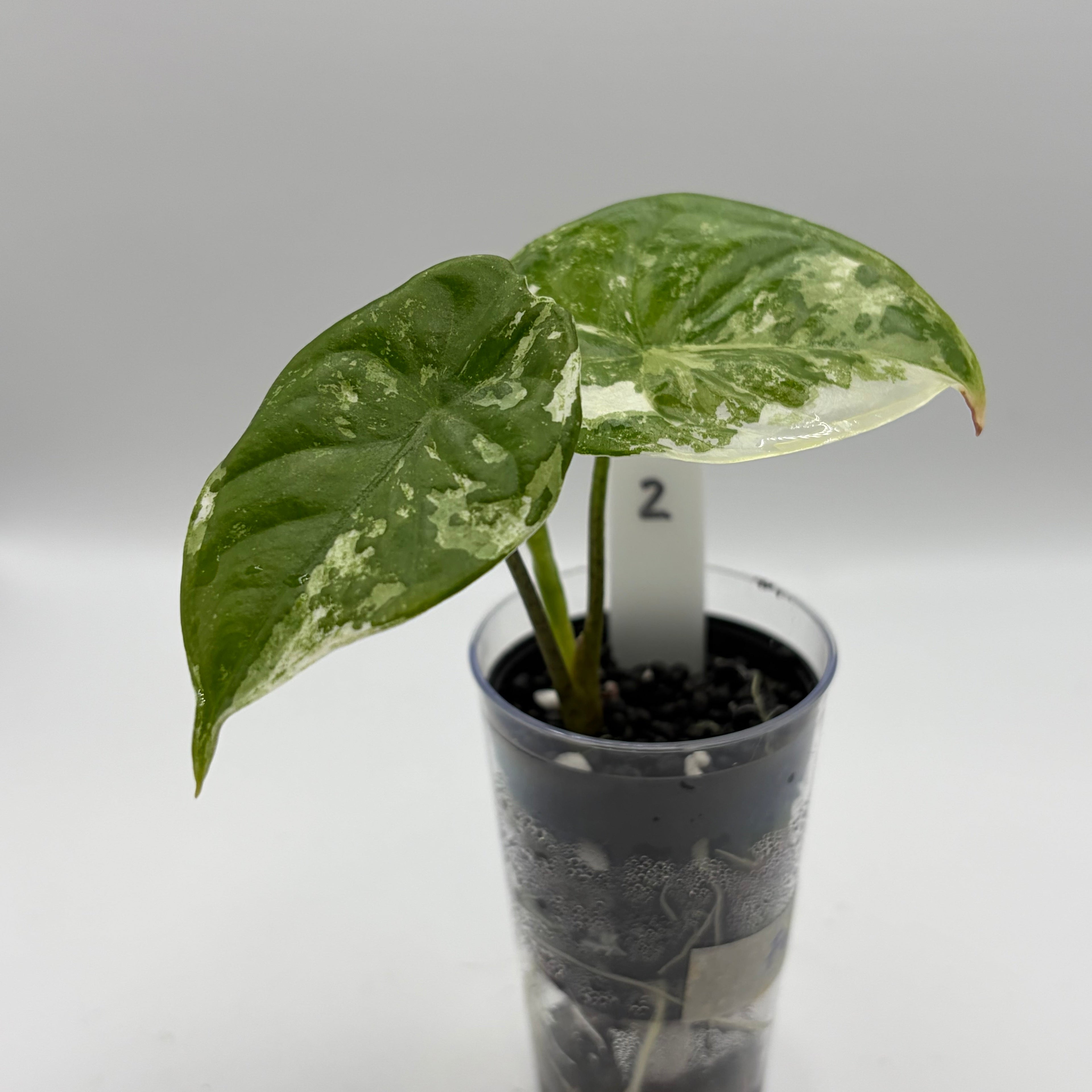 Alocasia Fornicata mint