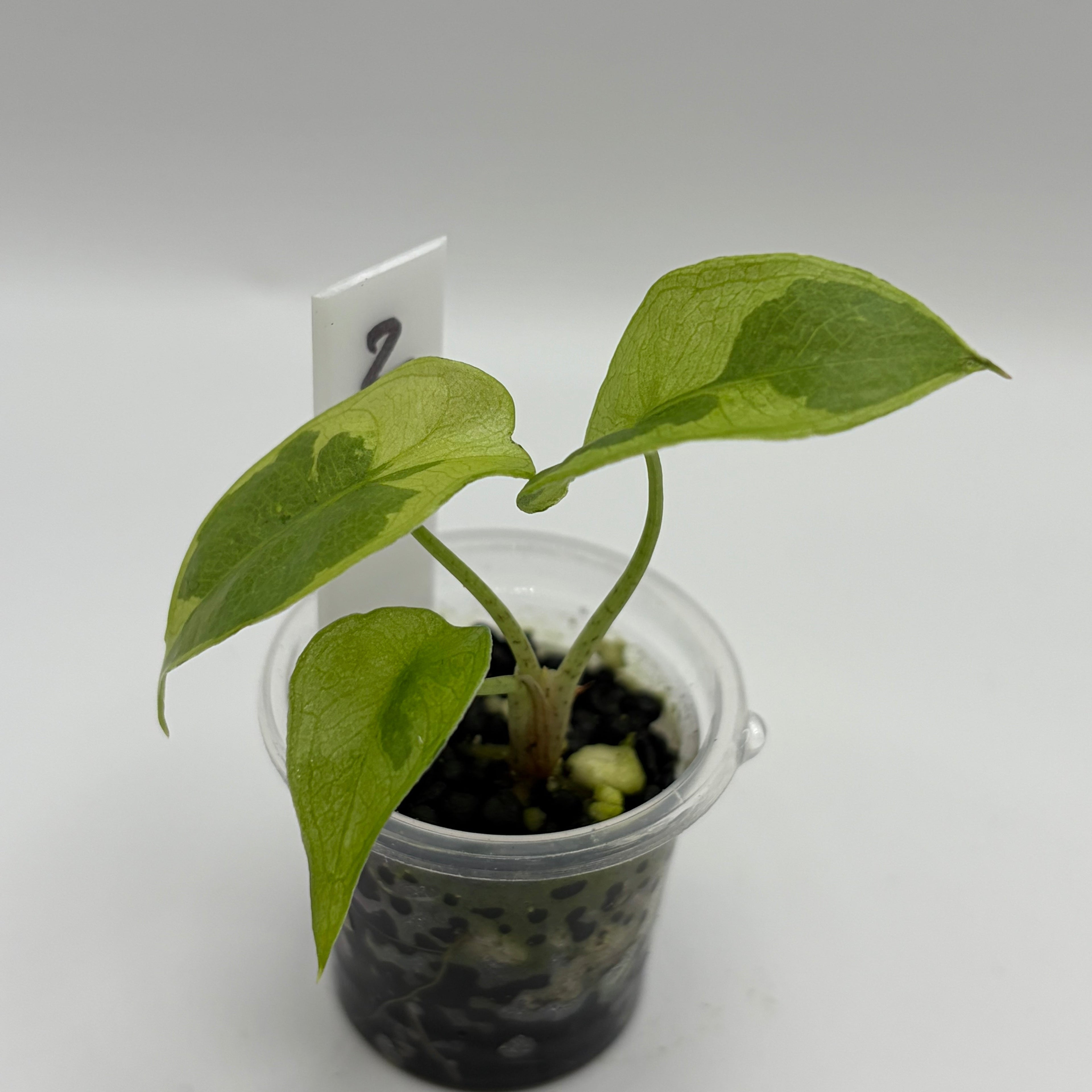 Alocasia Longiloba lava #2