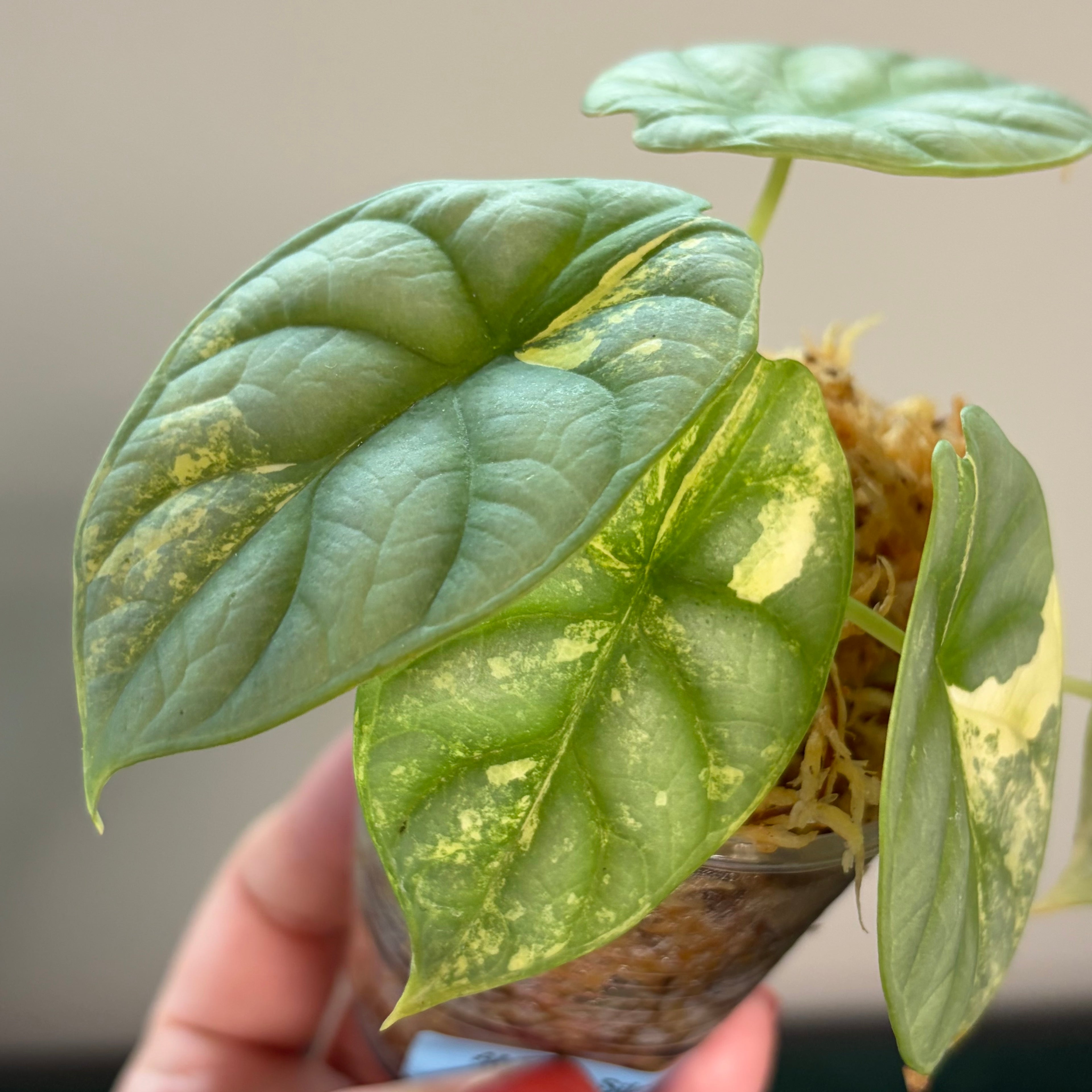 Alocasia Silver dragon aurea