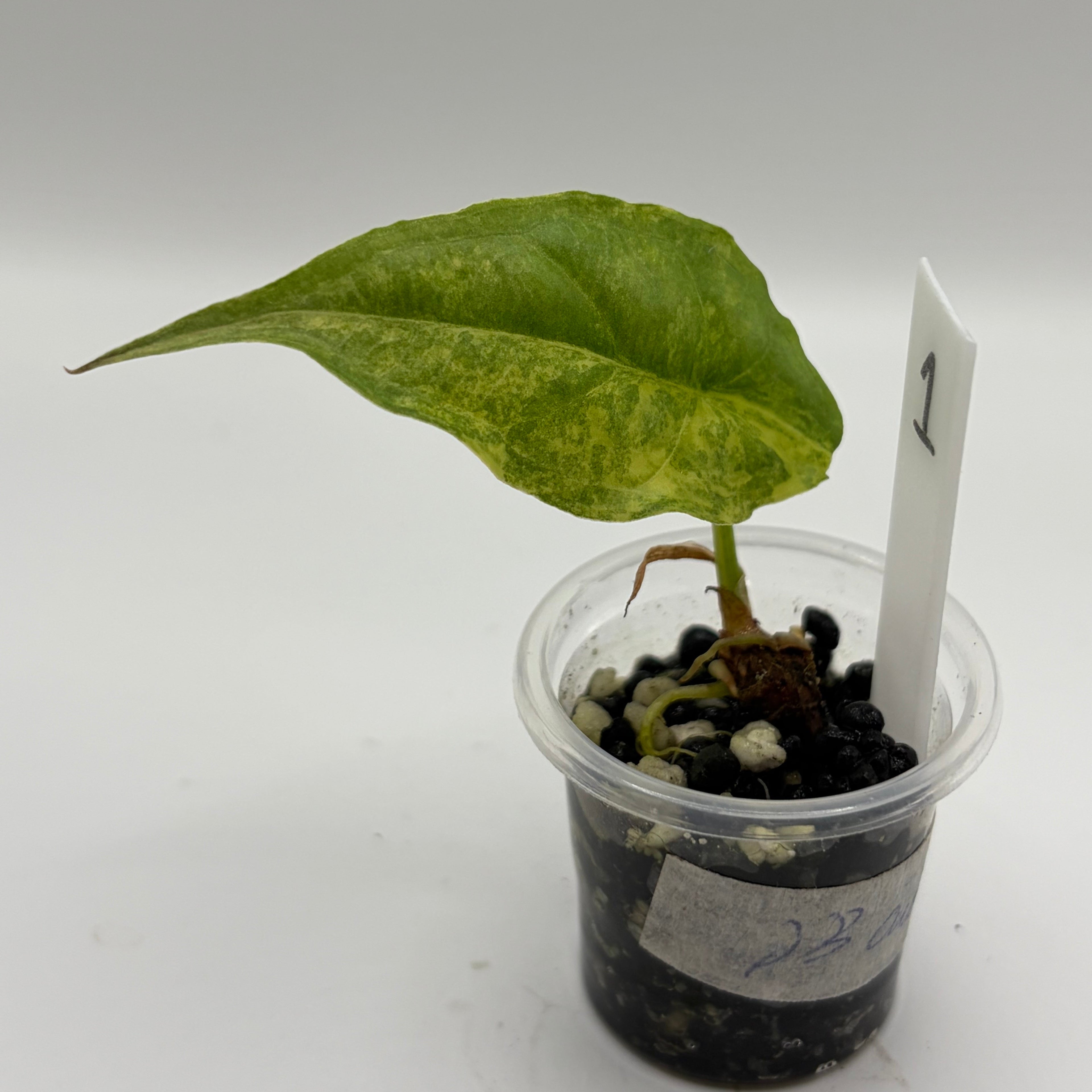 Alocasia Dragons breath aurea #1