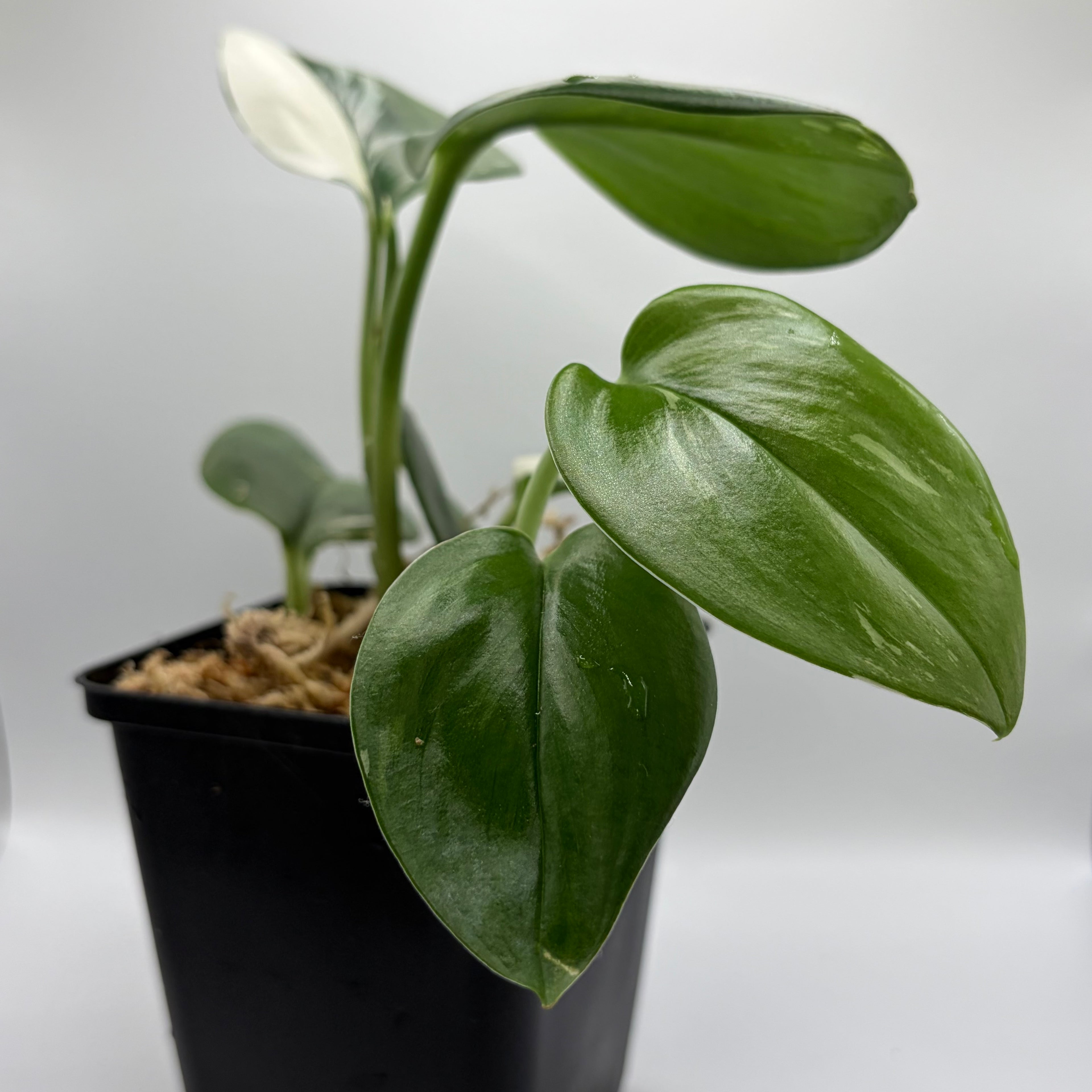 Scindapsus Treubii albo