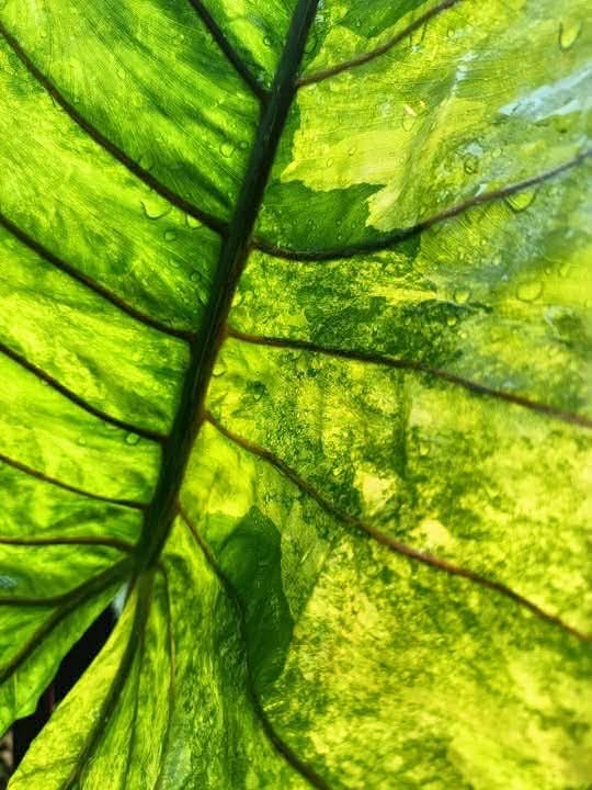Alocasia Macrorrhiza black stem aurea (corm)