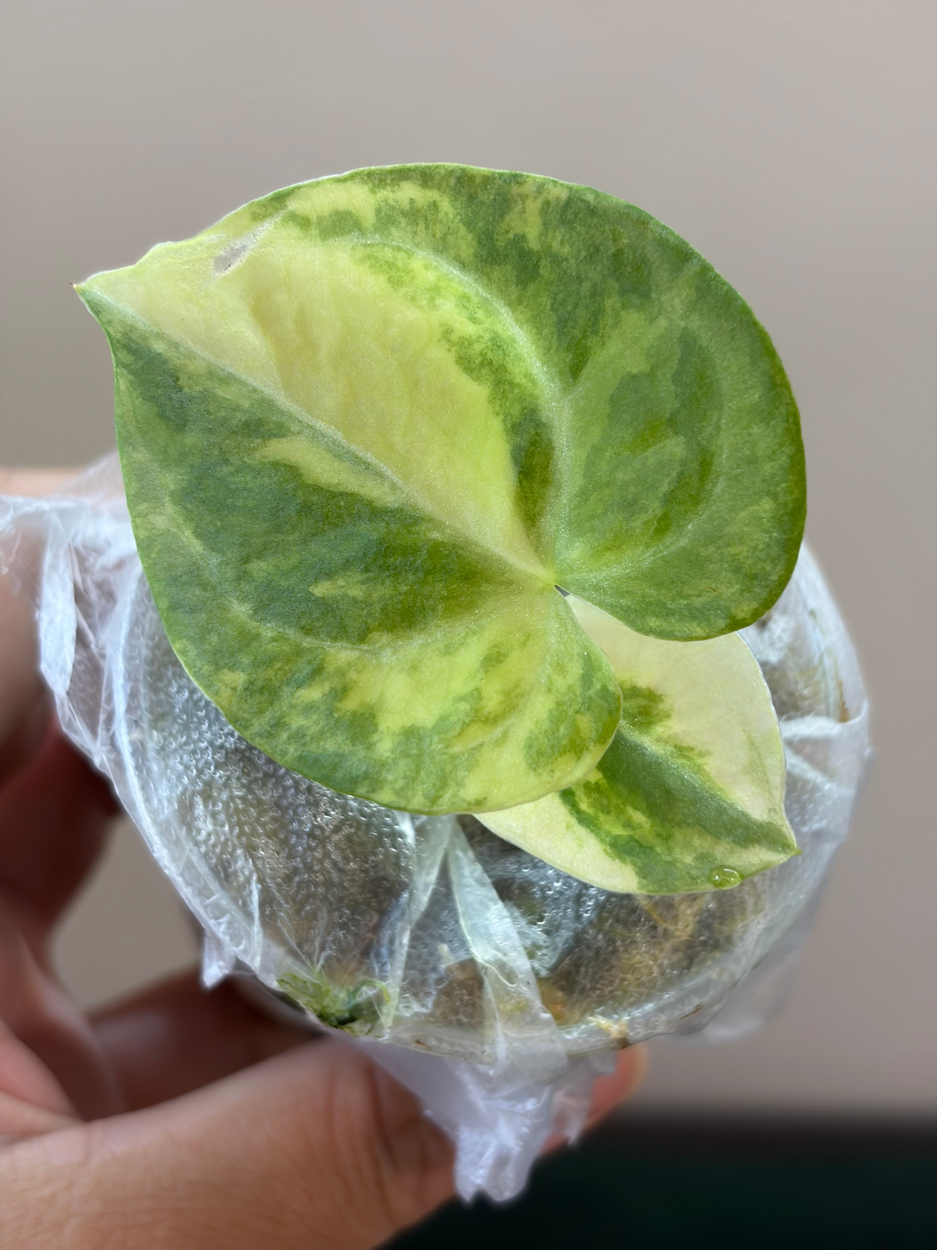 Anthurium (Papillilaminum x Crystallinum) x (Magnificum x Forgetti) #2