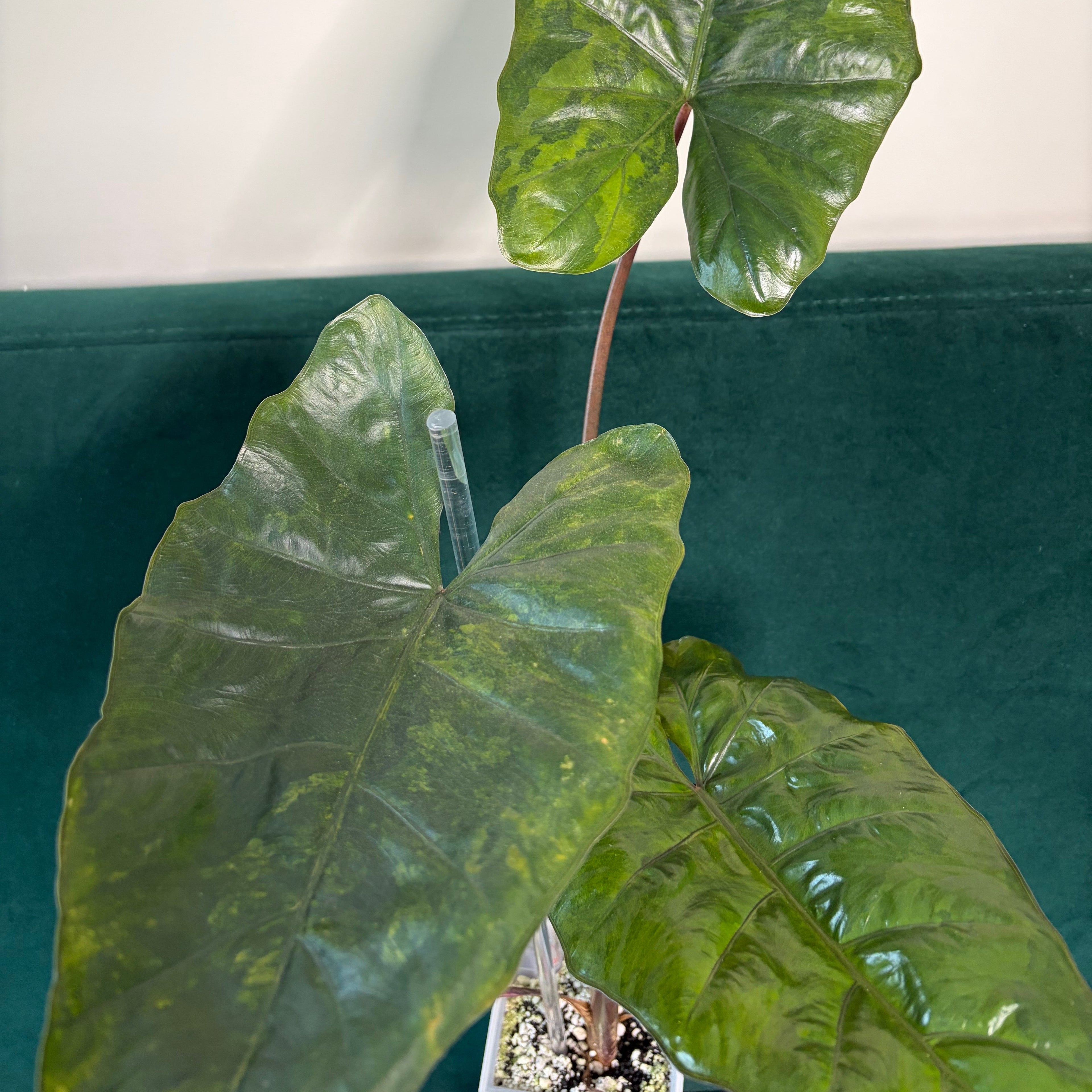 Alocasia Plumbea gold (corm)