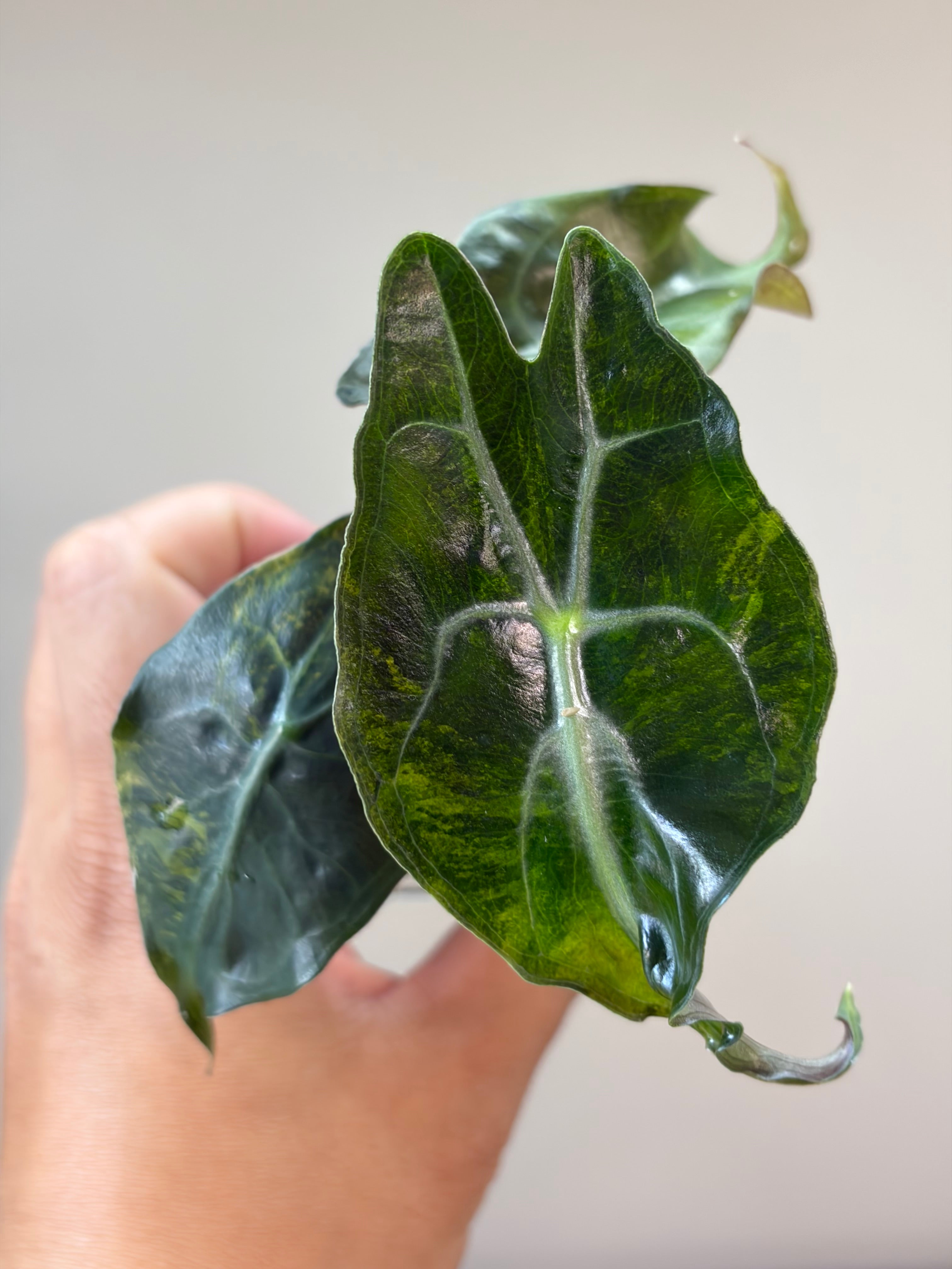 Alocasia Venom aurea #2