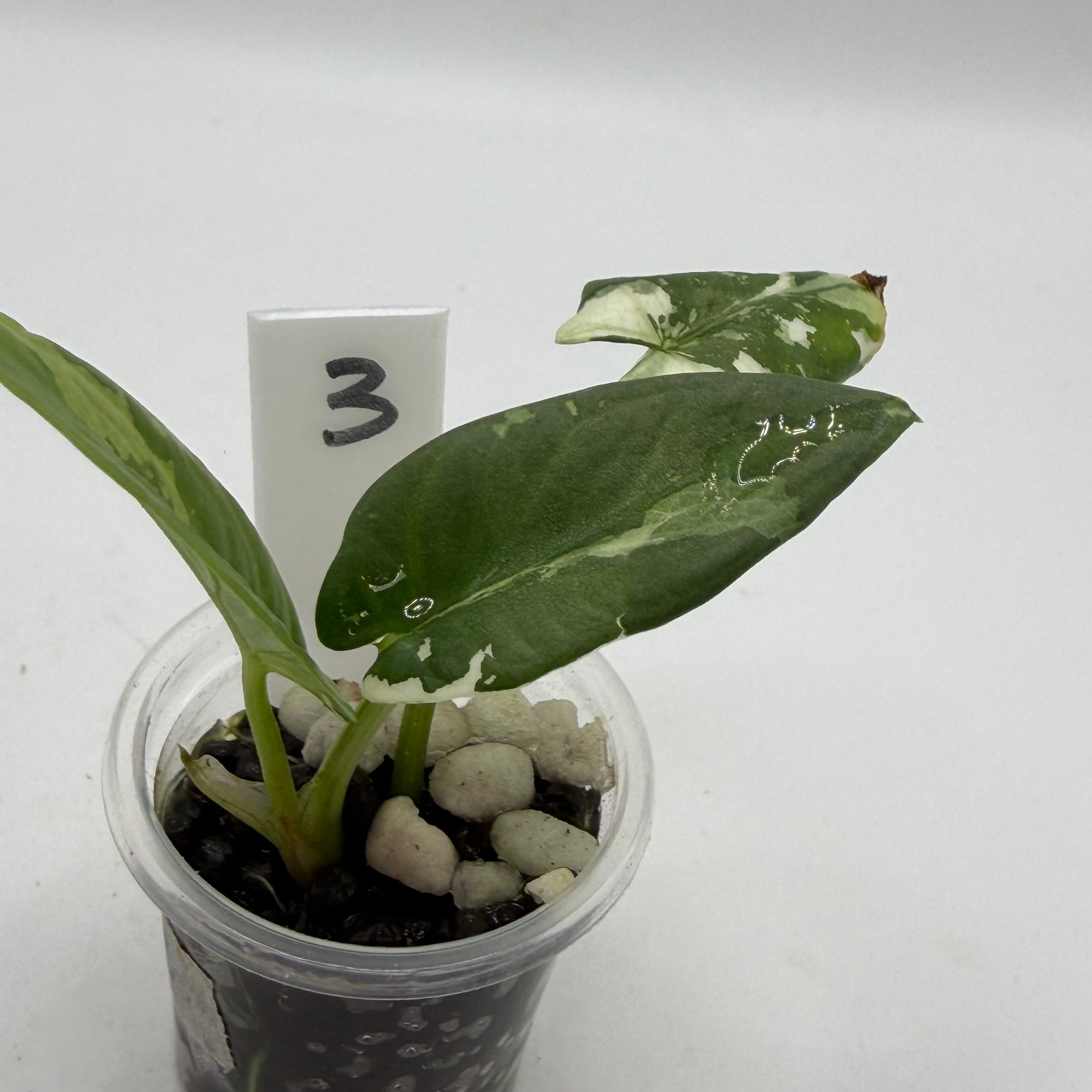 Alocasia Reginae albo/pink #3