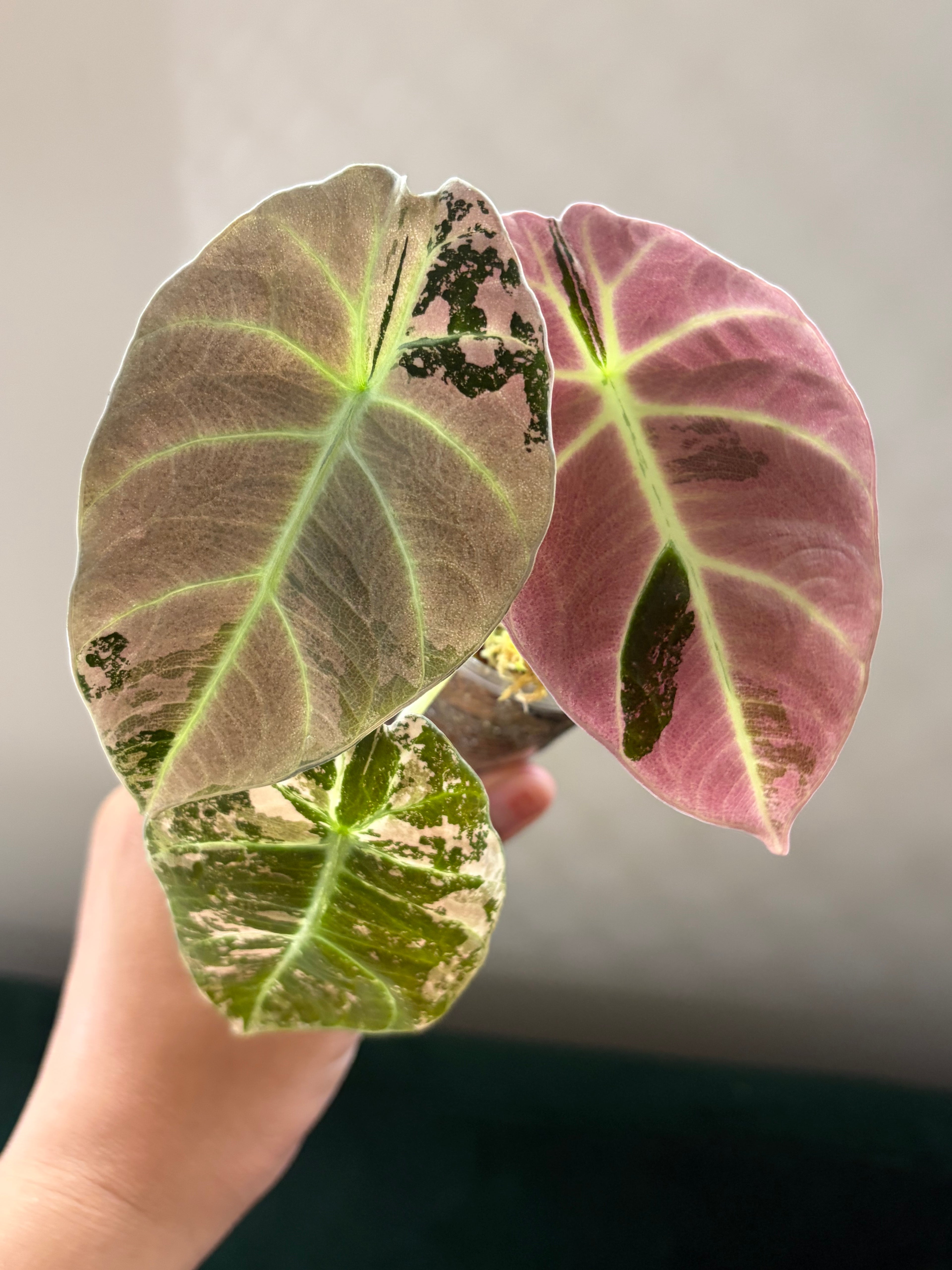 Alocasia Black velvet pink #1