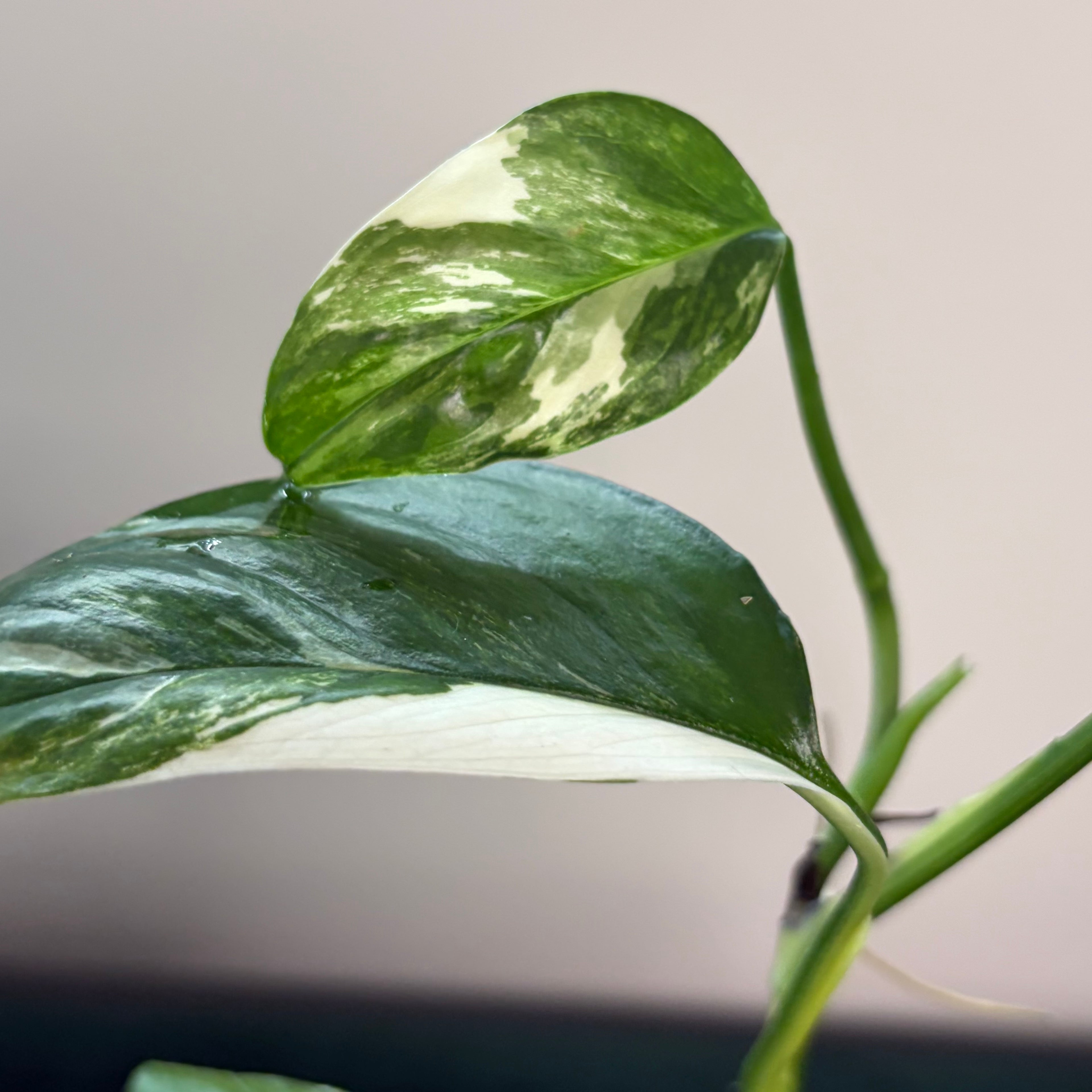 Monstera Lechleriana albo #3