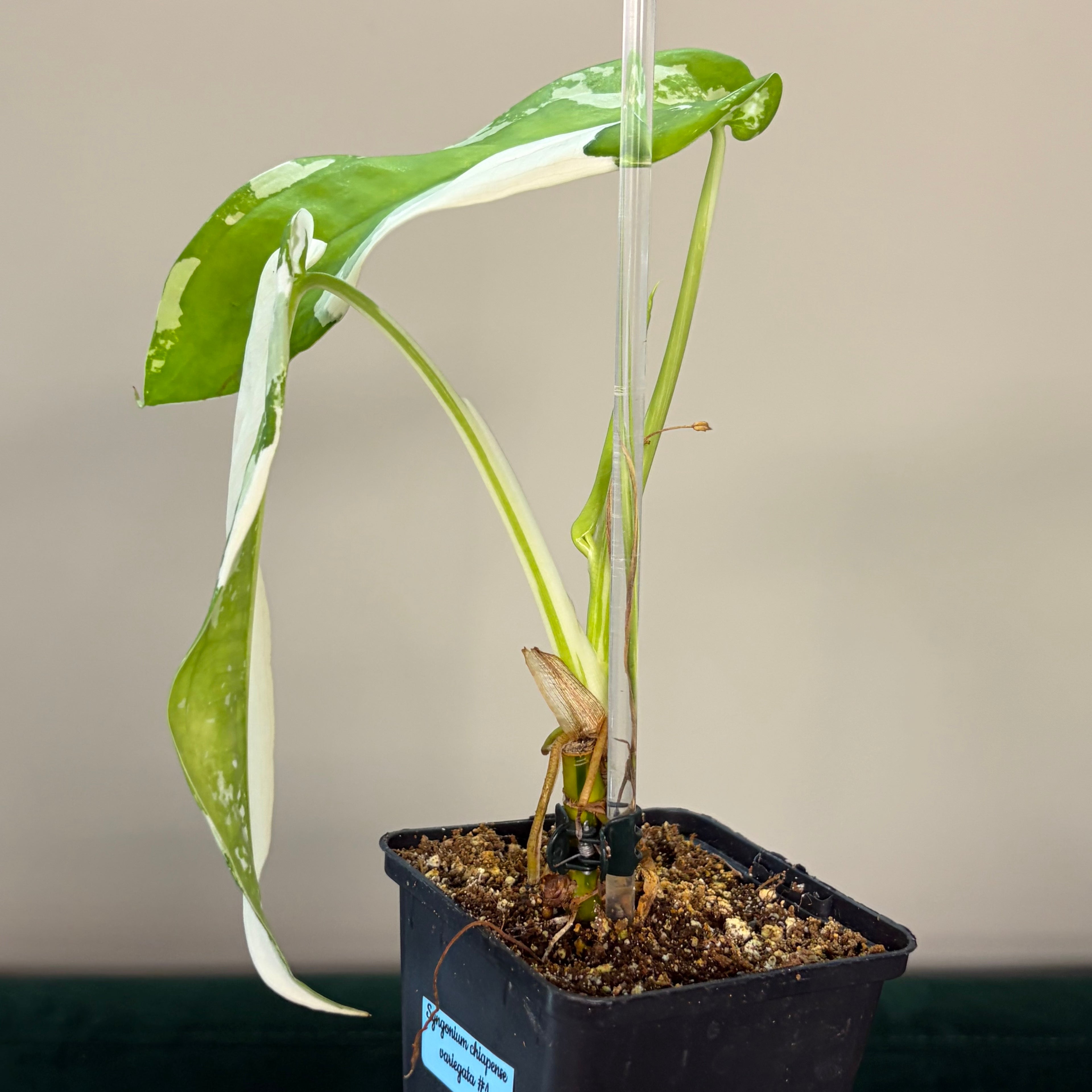 Syngonium chiapense variegata #1