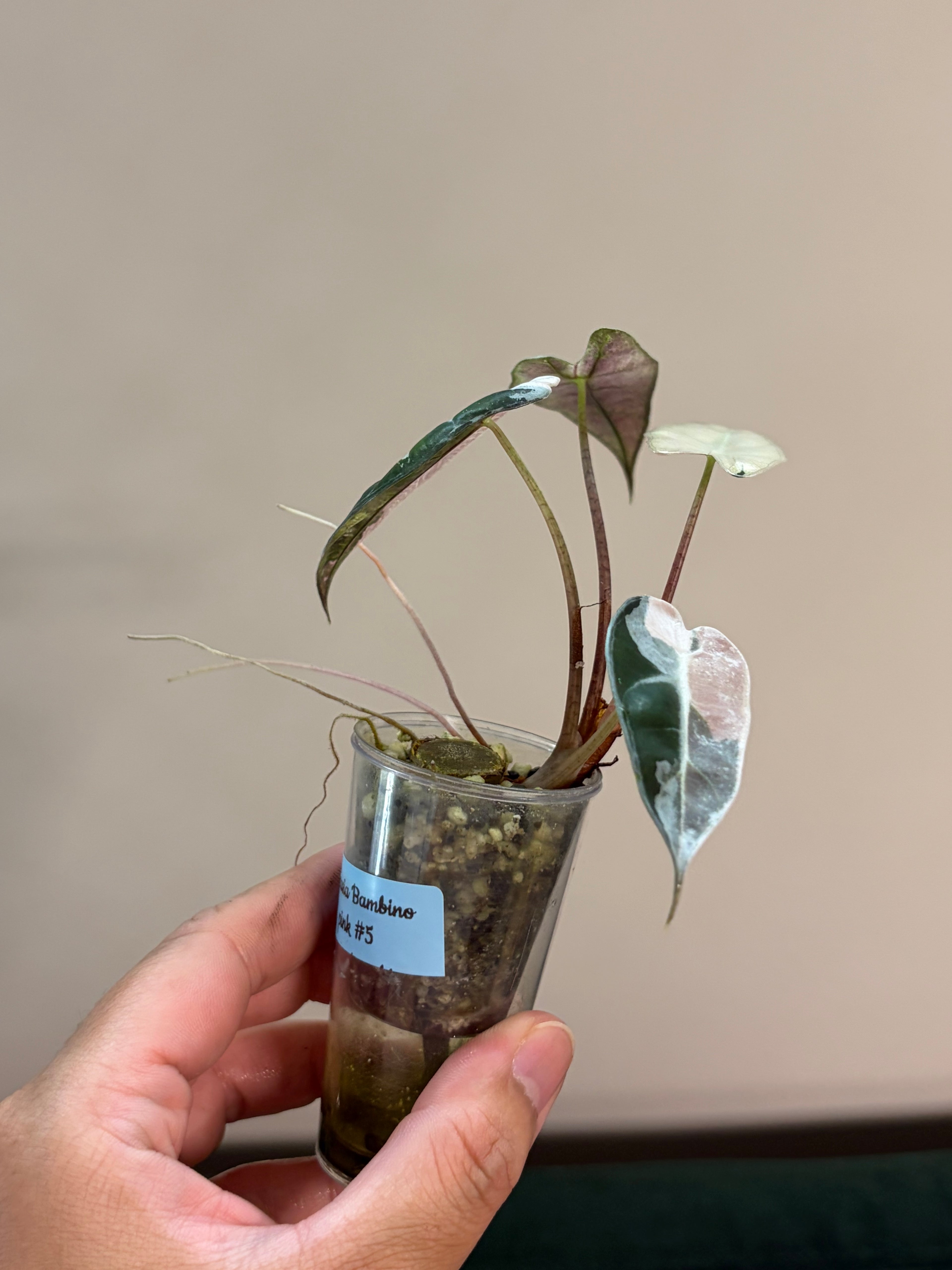 Alocasia Bambino pink #2