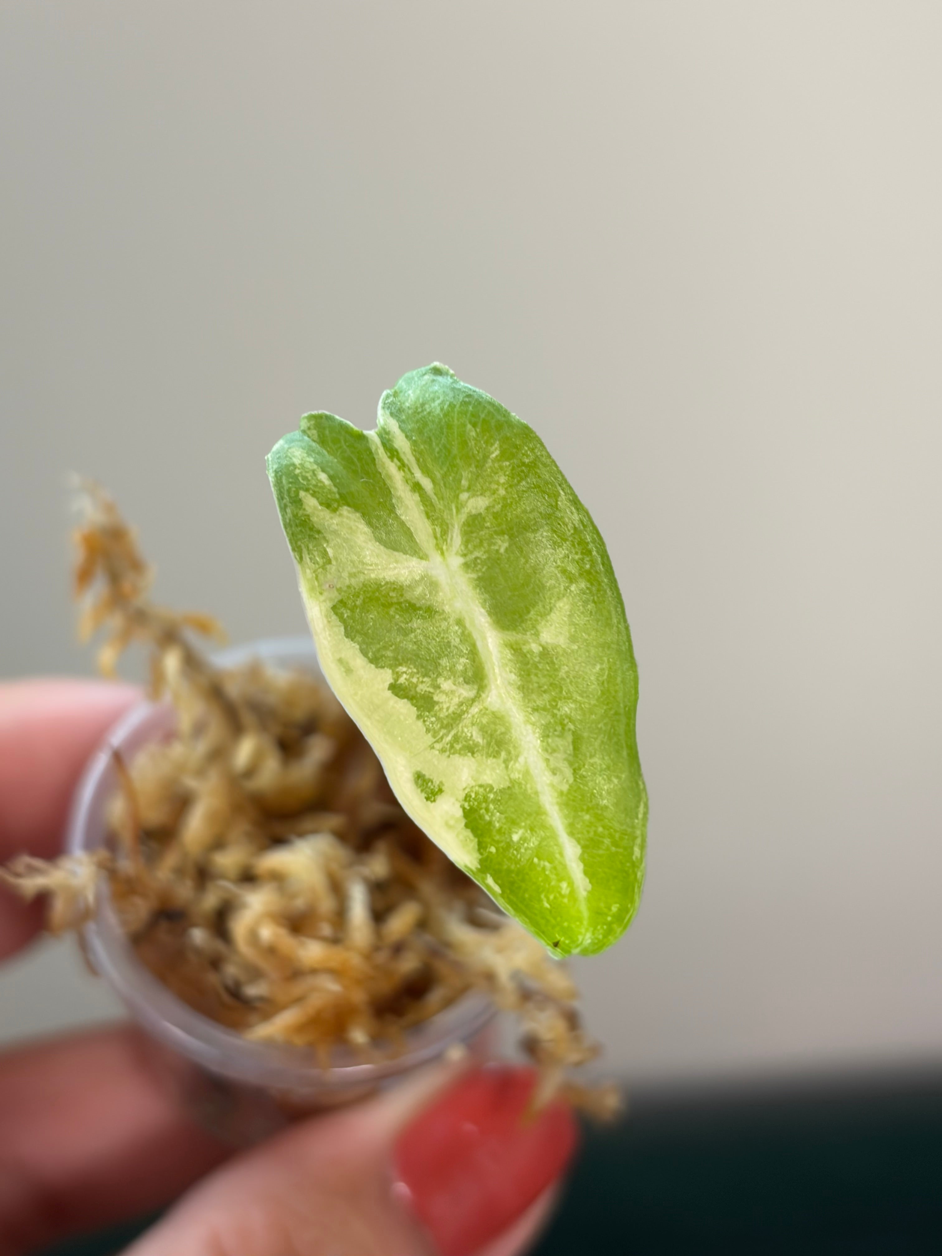 Alocasia Sarian aurea #1