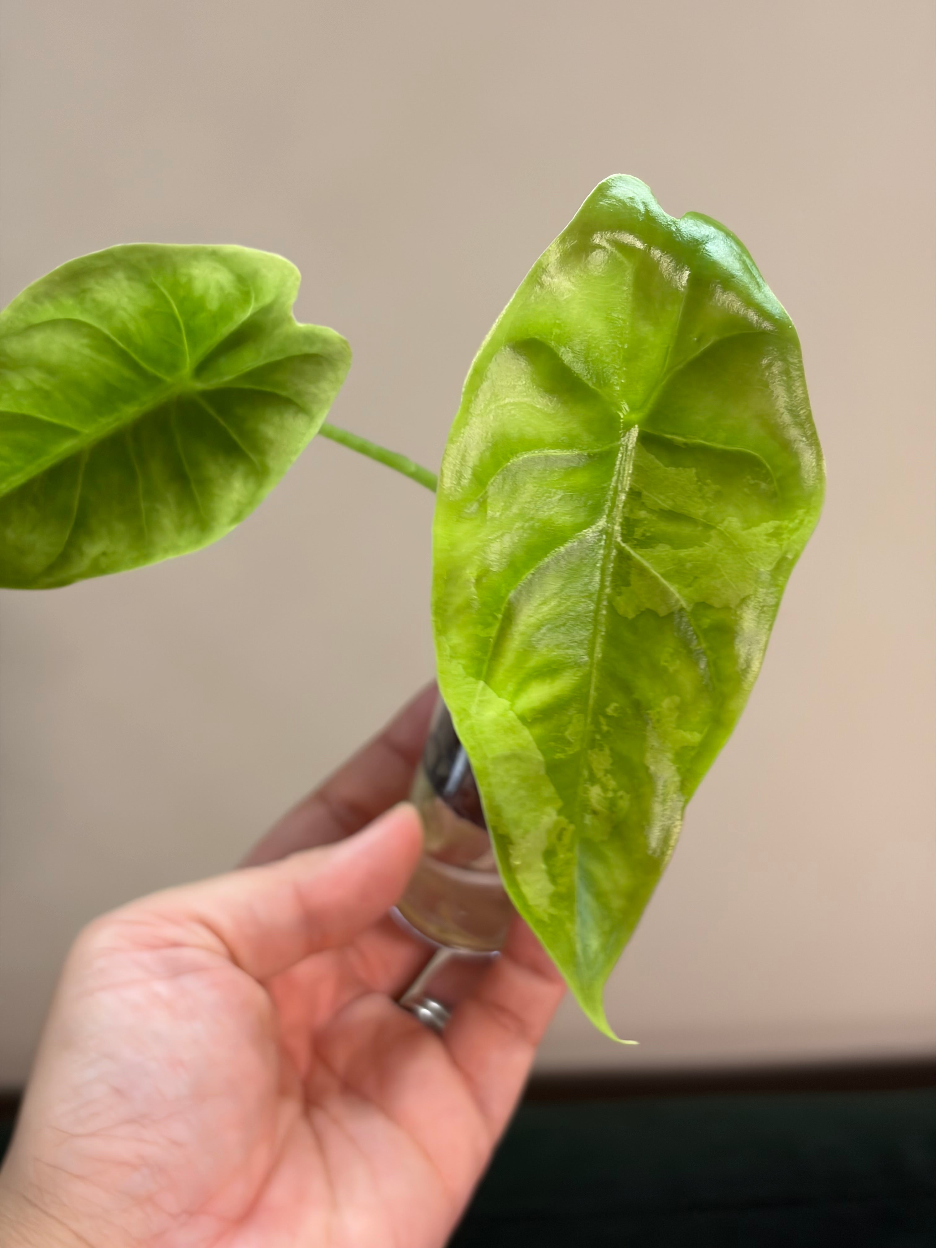 Alocasia Acuminata albo #4