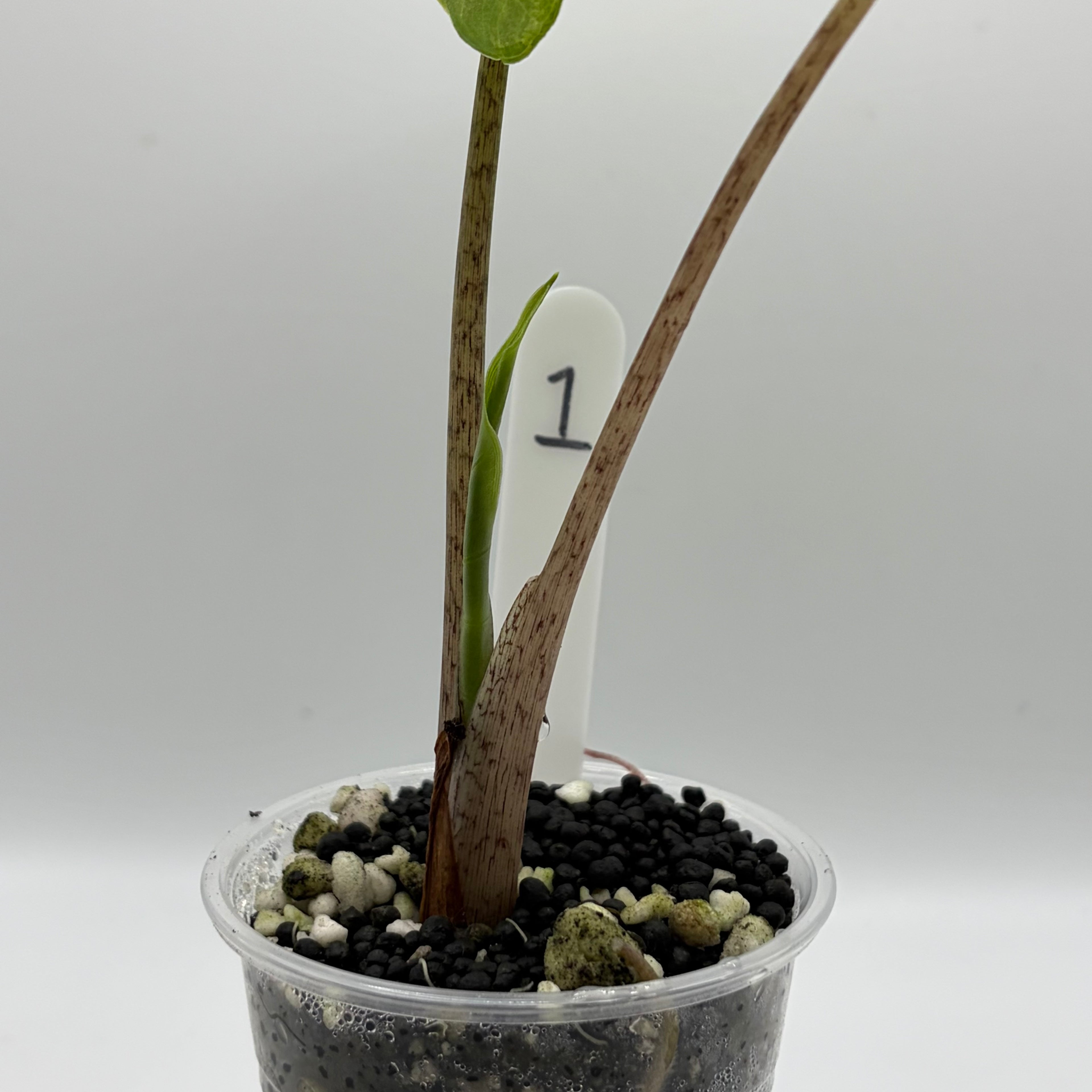 Alocasia Portora aurea #1