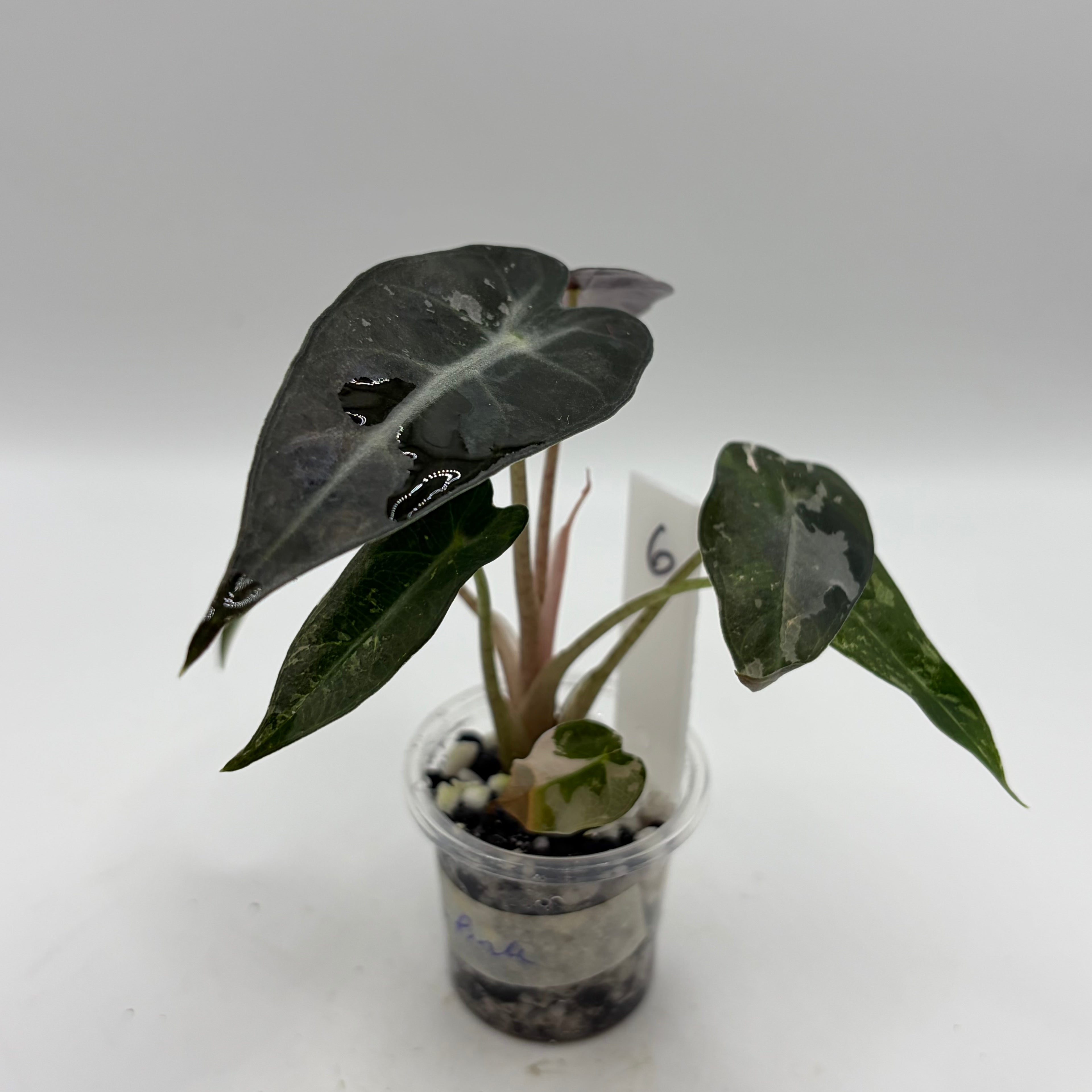 Alocasia Bambino pink