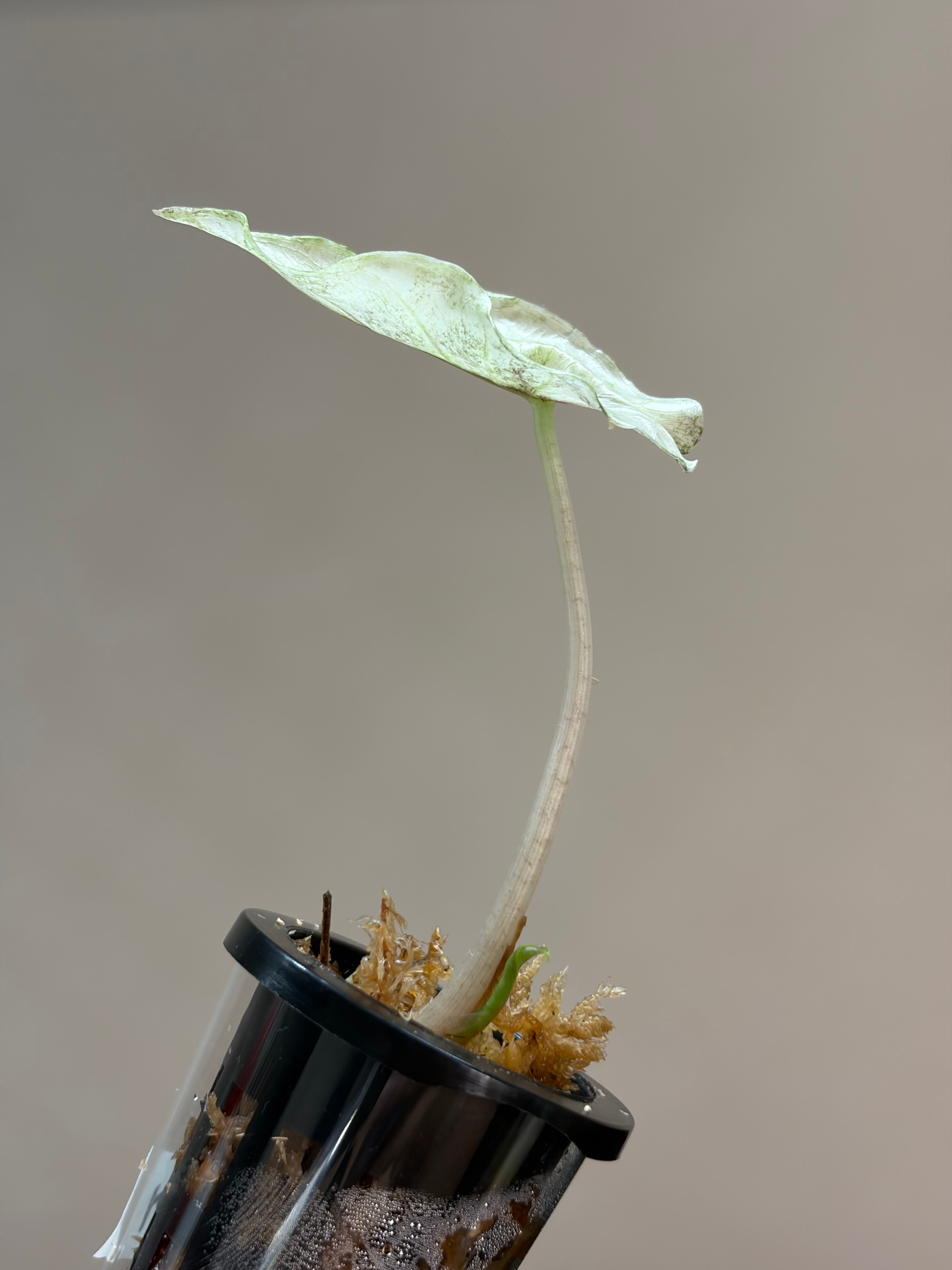 Alocasia Pink dragon galaxy #2