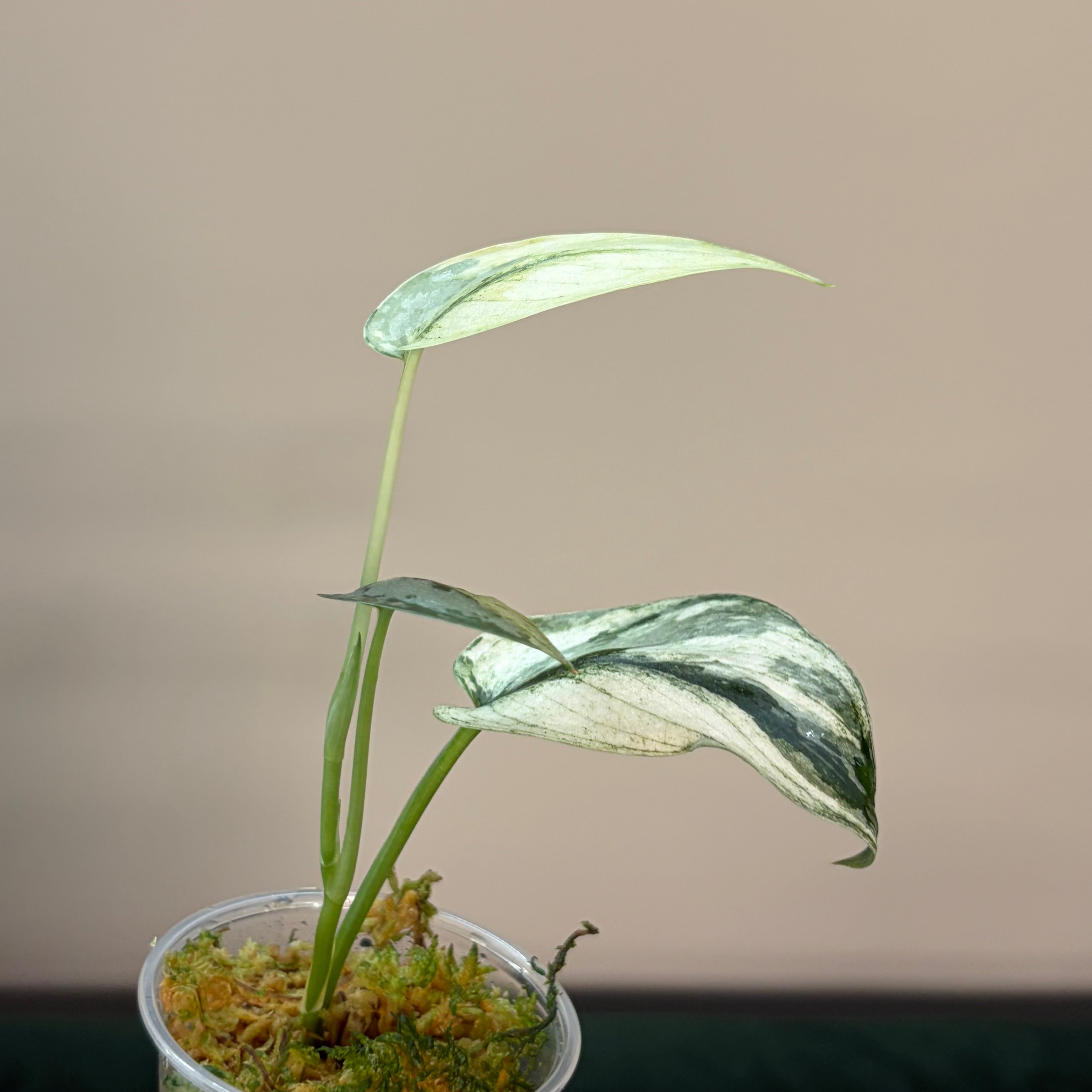 Scindapsus Mariposa