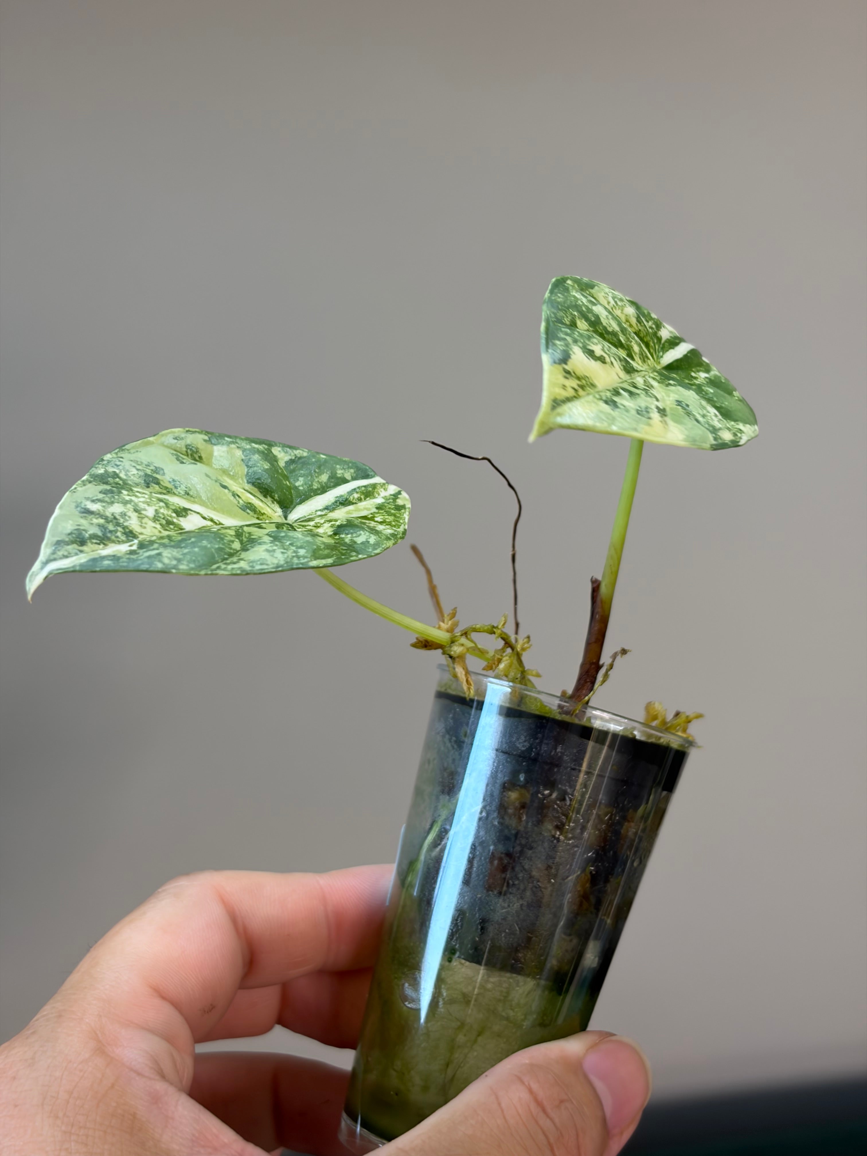Alocasia Sinuata aurea #2
