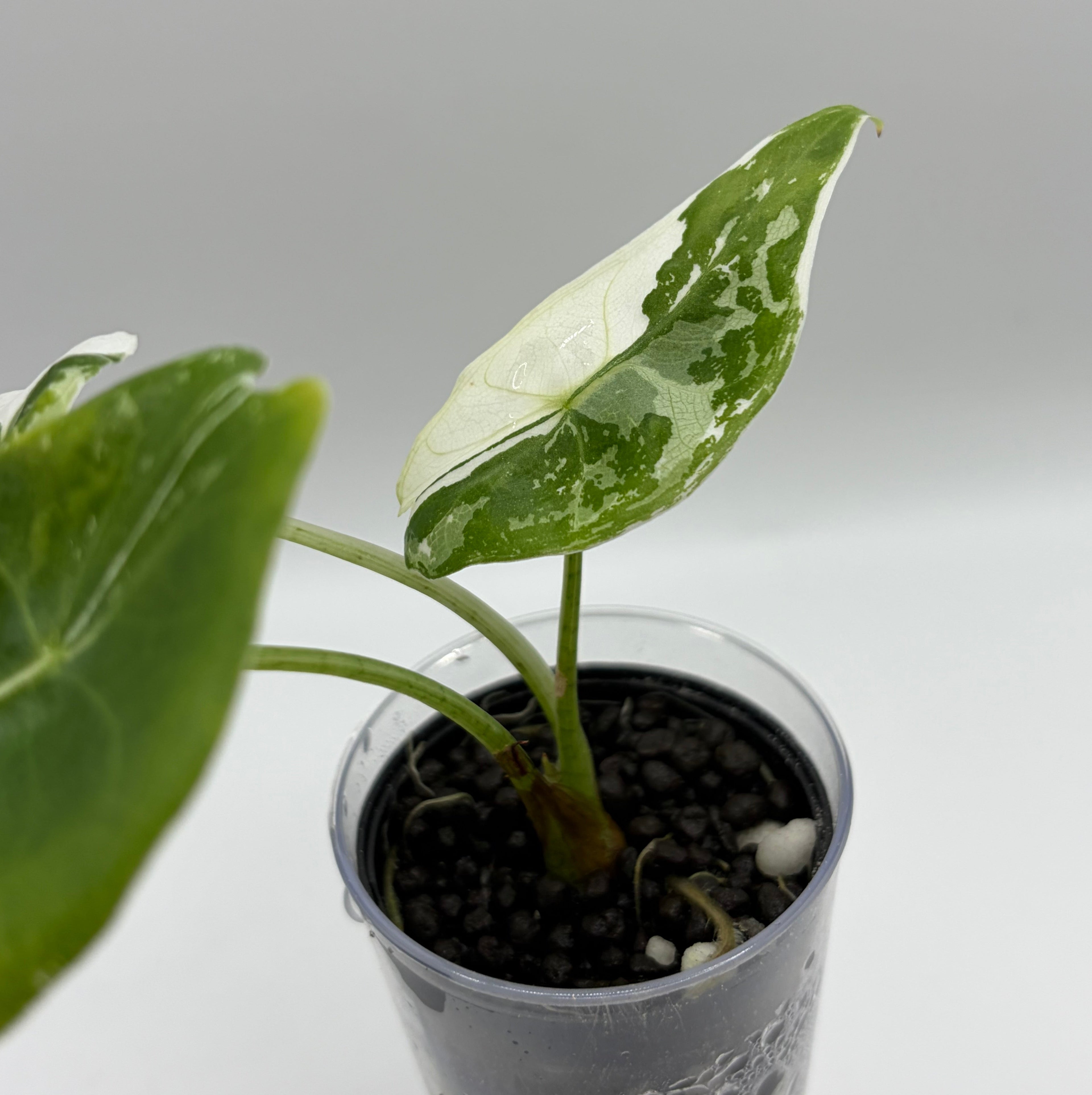 Alocasia Longiloba pink back albo