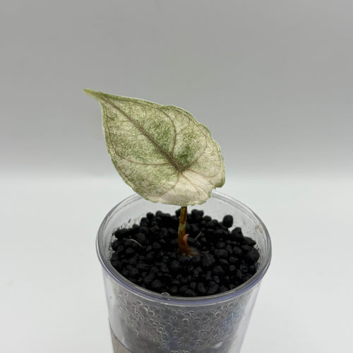 Alocasia Azlanii albo/pink