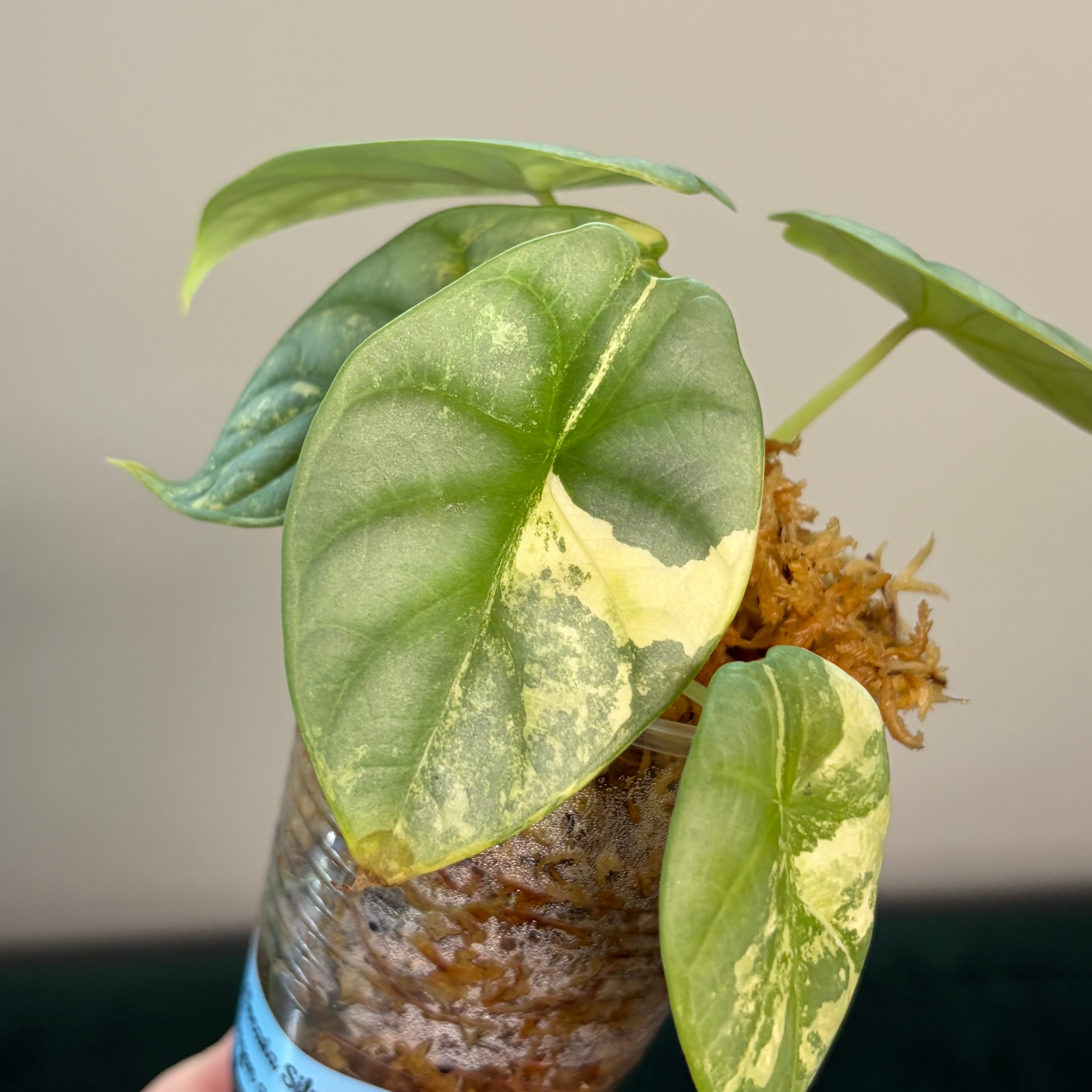 Alocasia Silver dragon aurea