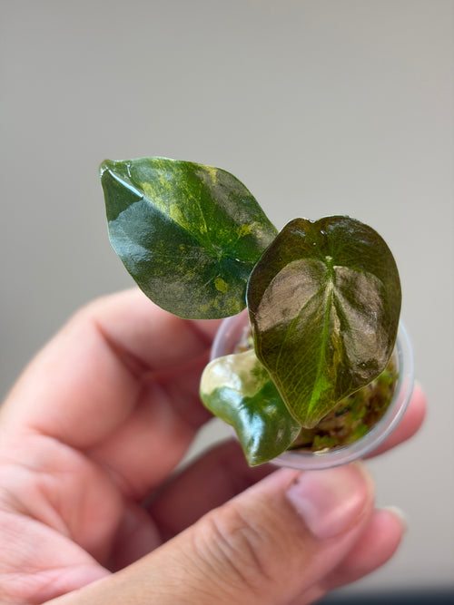 Alocasia Cuprea latte #1