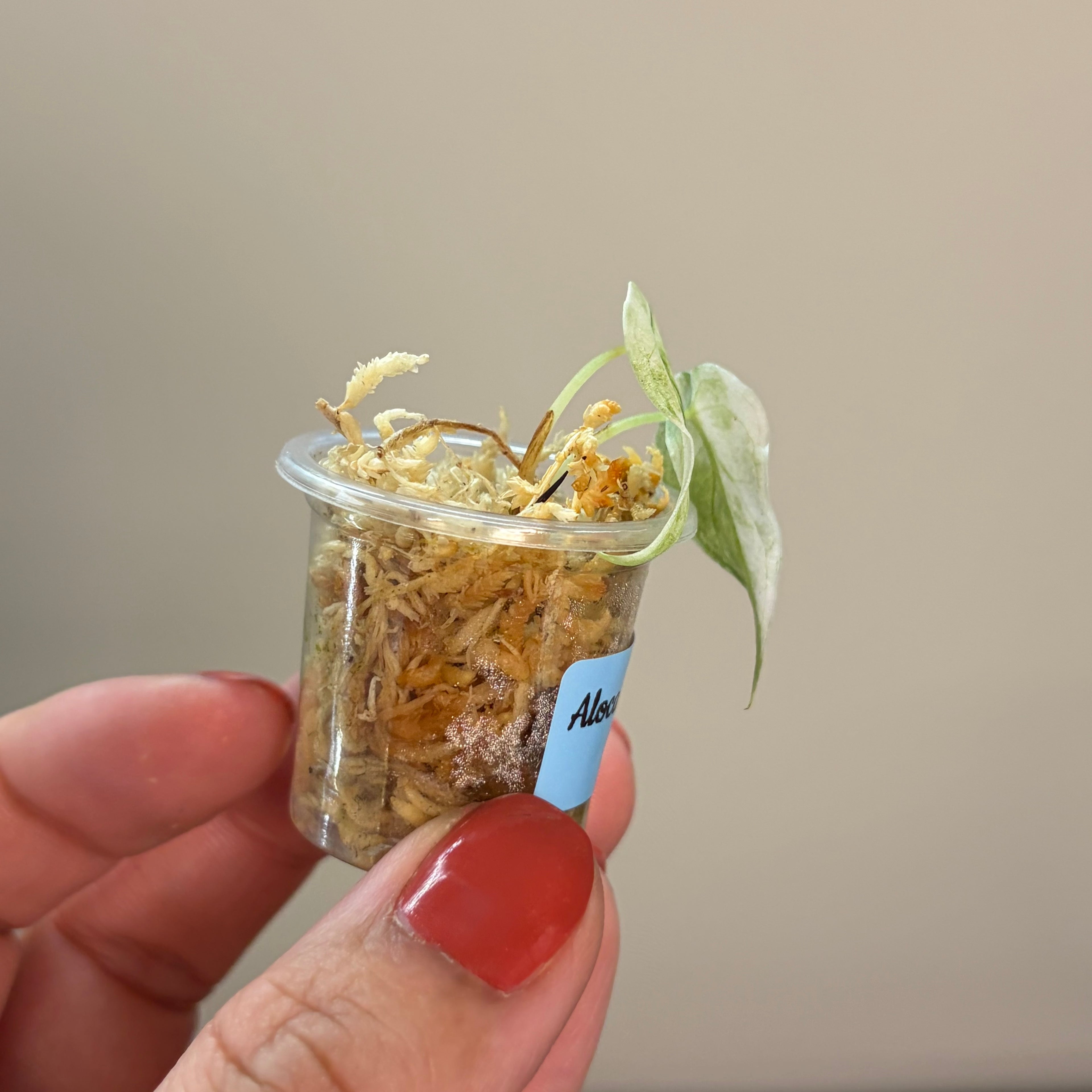 Alocasia Watsoniana albo #1