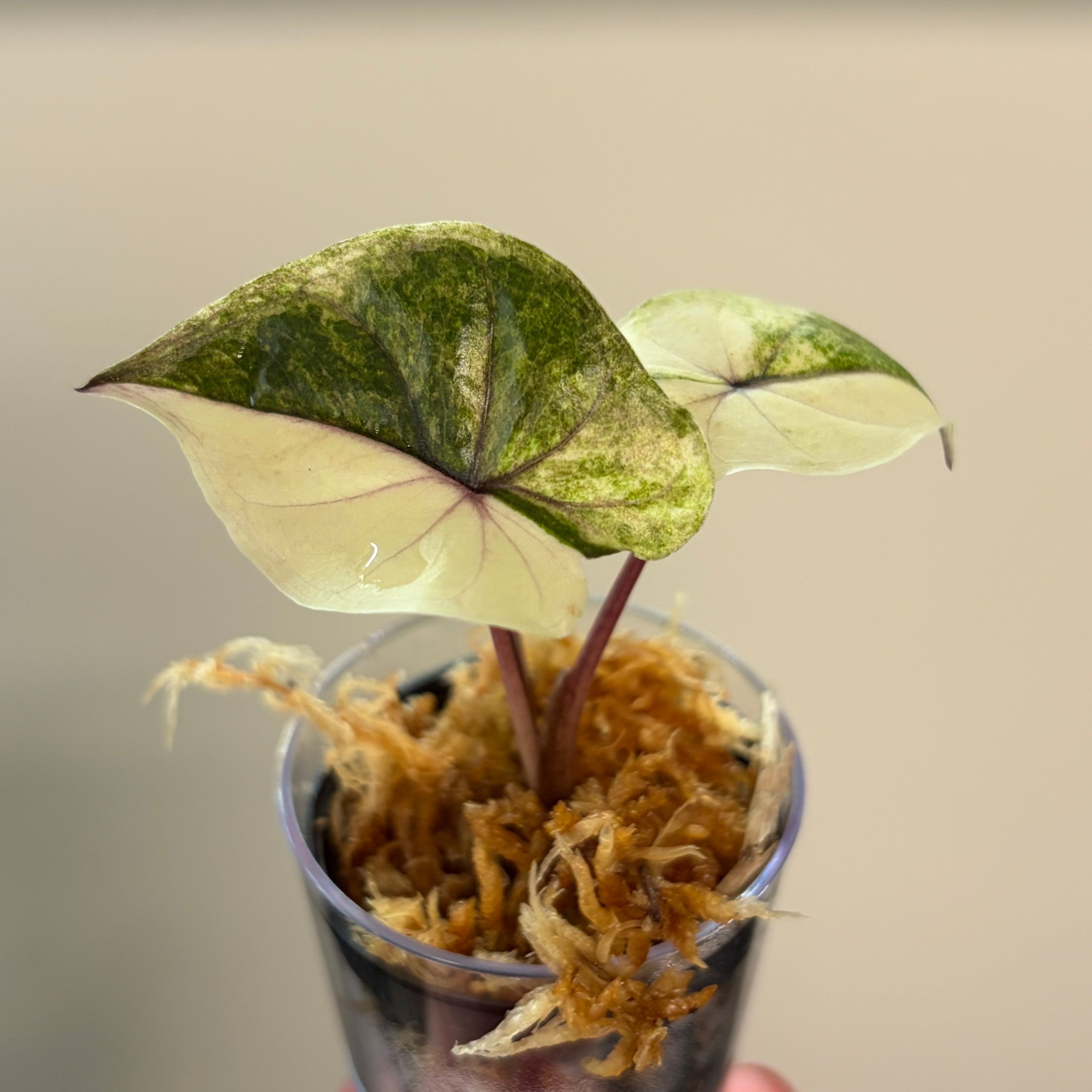 Alocasia Serendipity gold