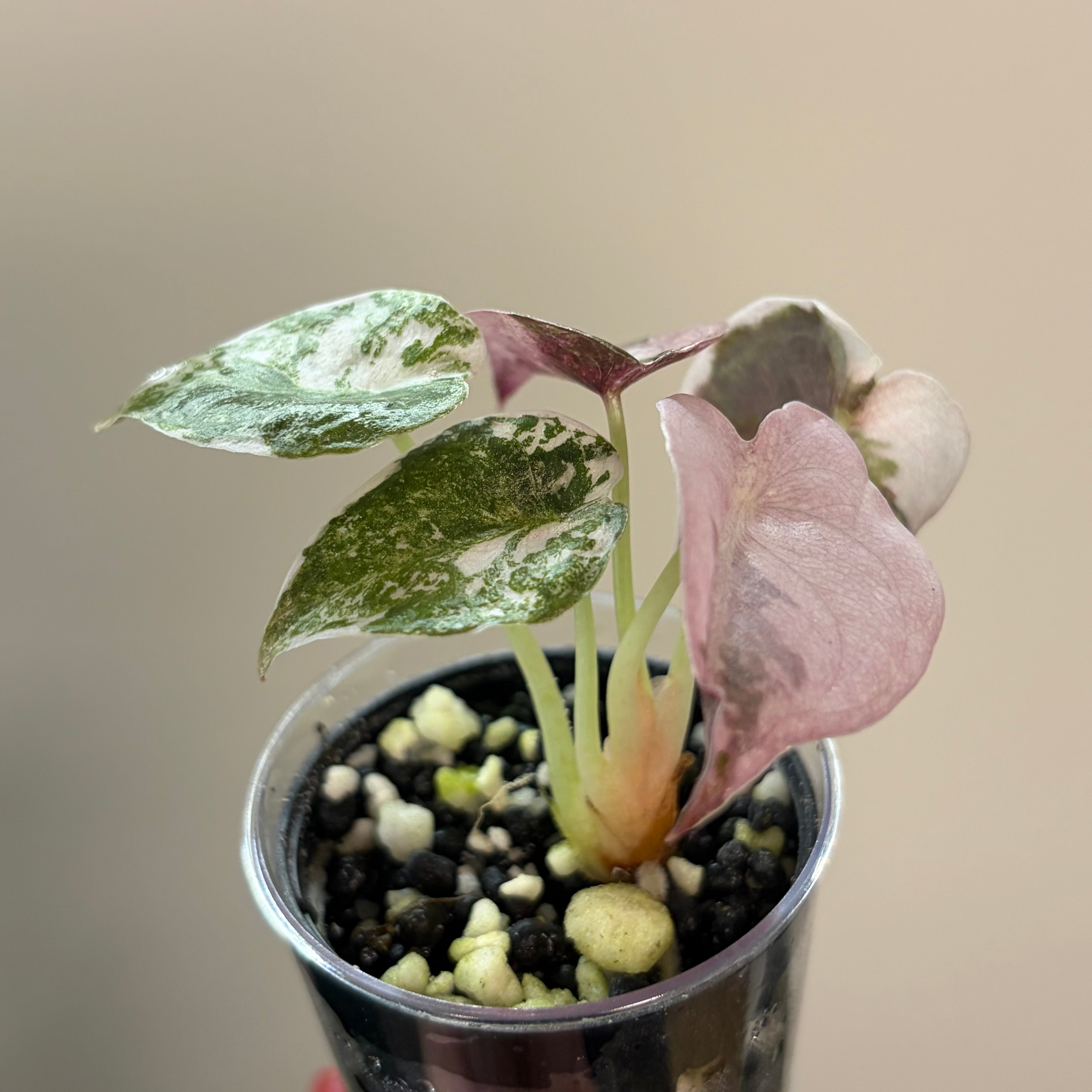 Alocasia Cuprea pink marble #1