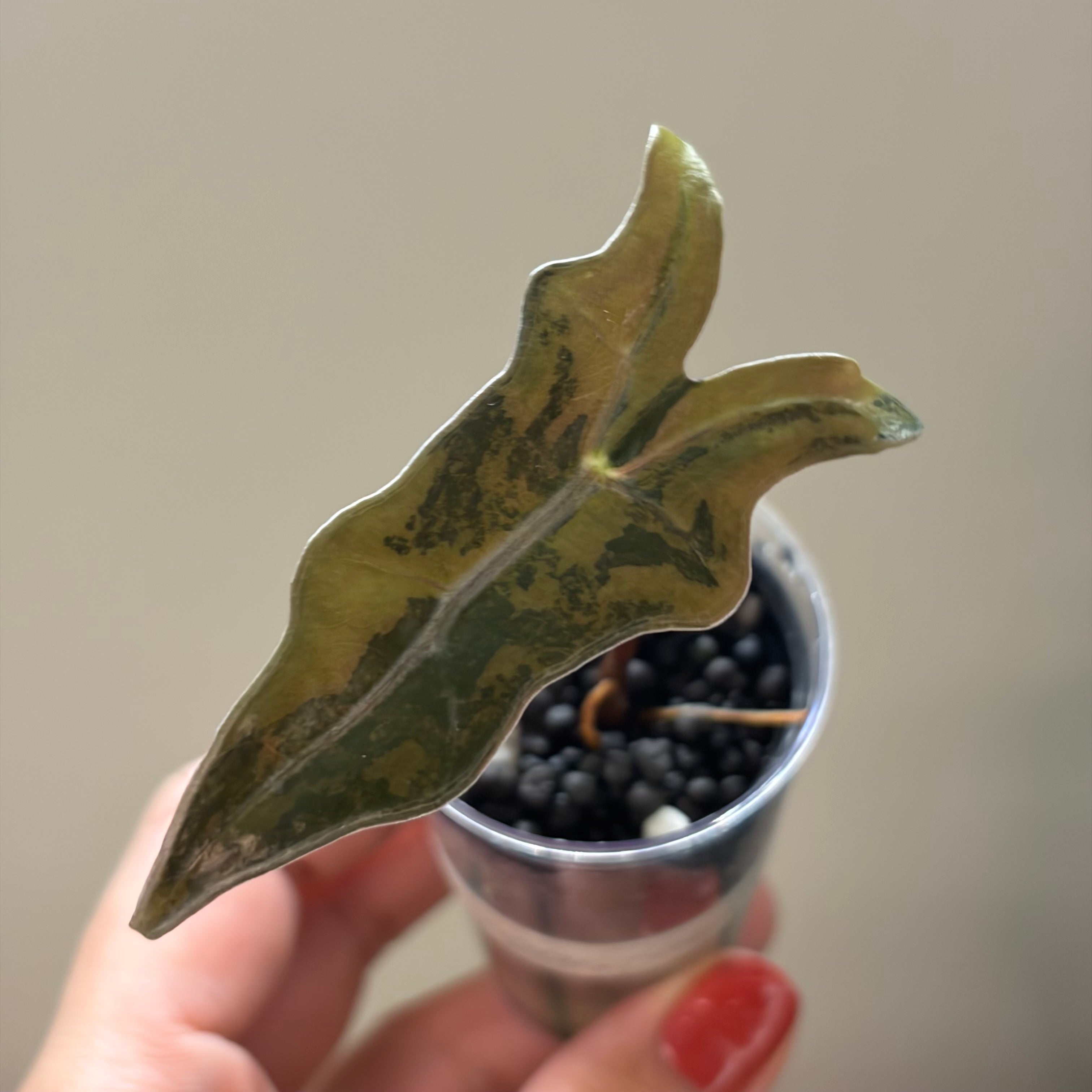 Alocasia Nobilis aurea (corm)