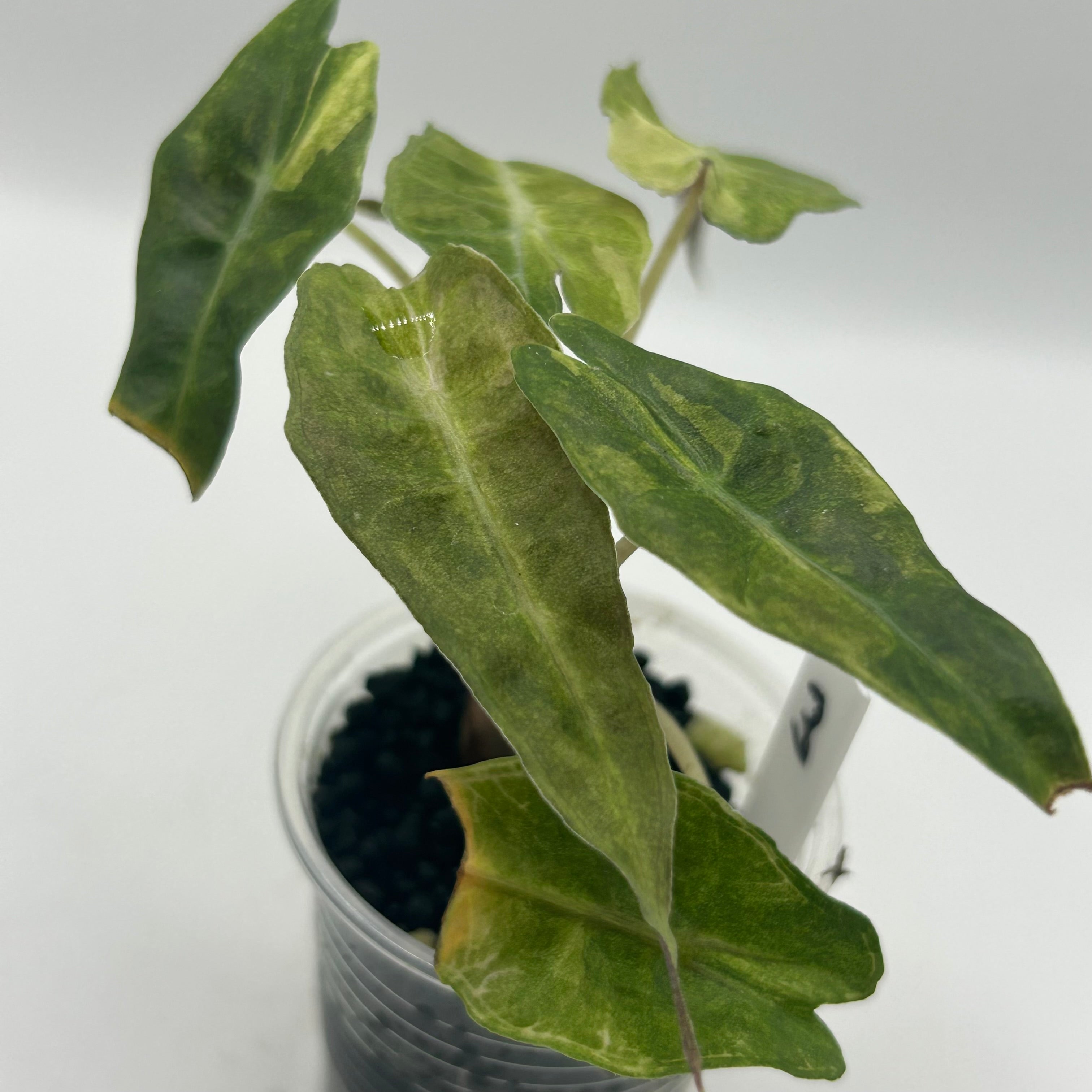 Alocasia Polly aurea splash