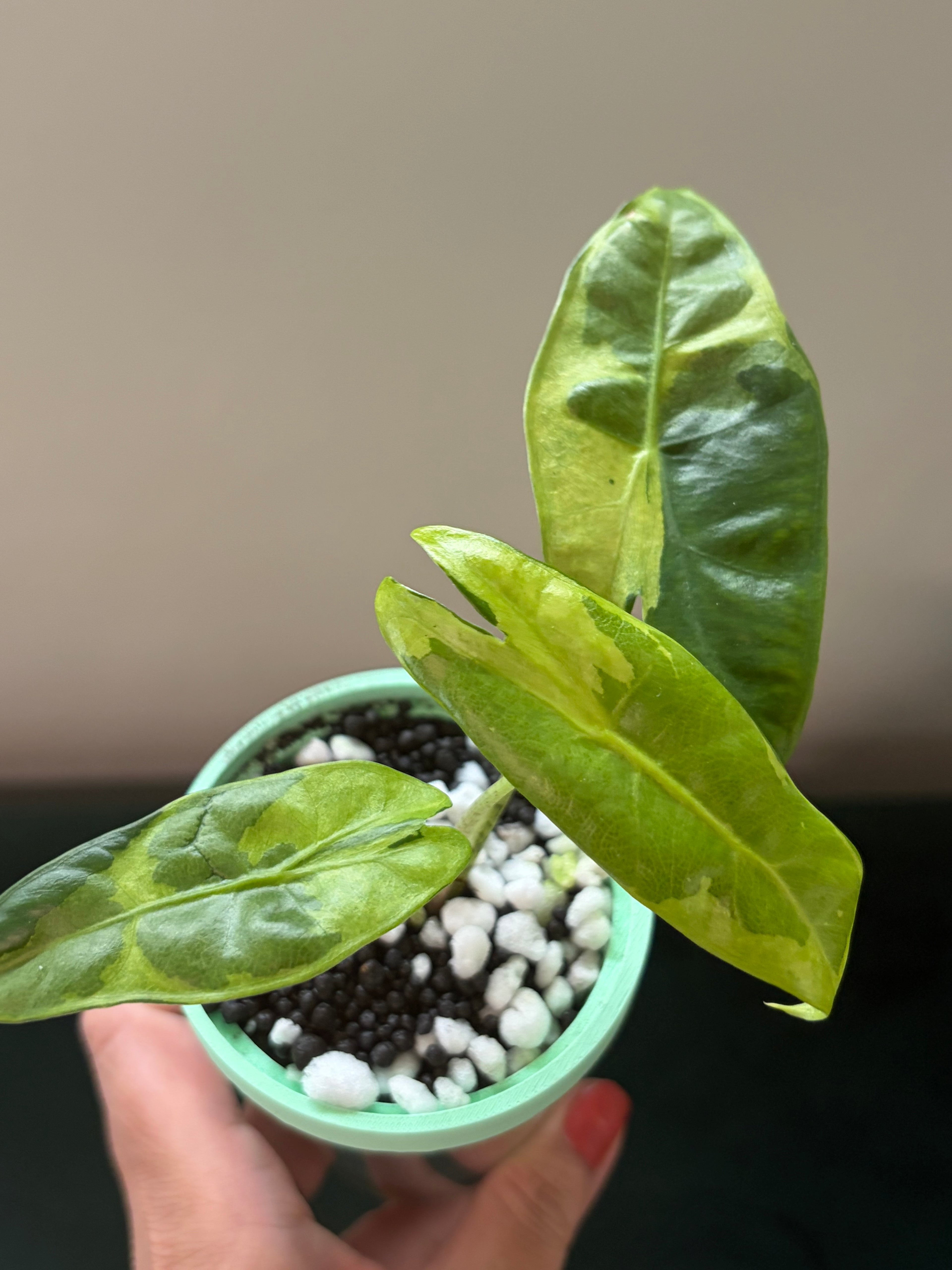 Alocasia Longiloba lava (corm)
