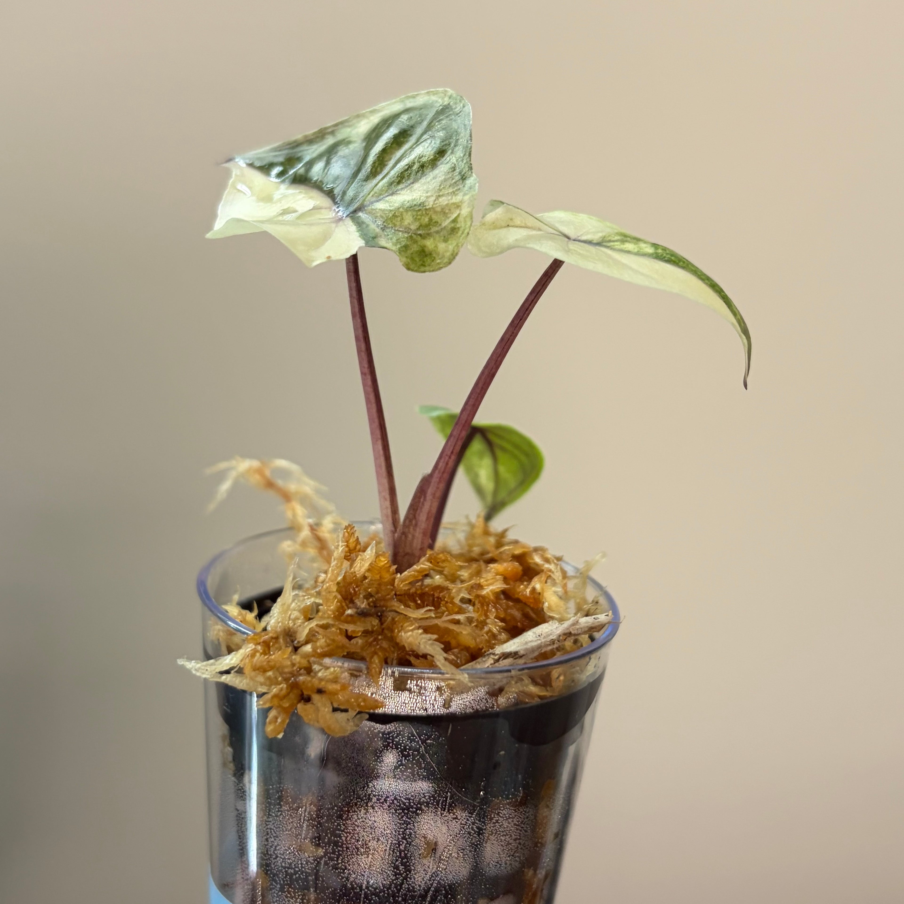 Alocasia Serendipity gold