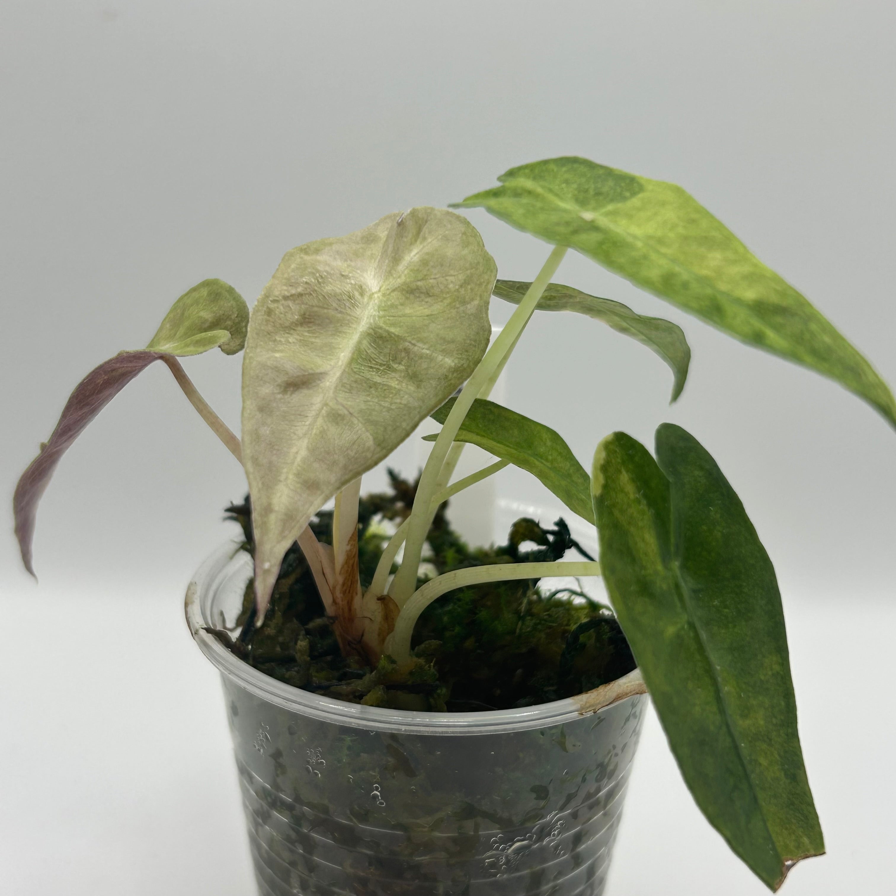 Alocasia Polly aurea splash