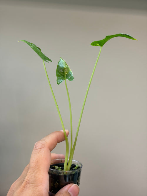 Alocasia Cucullata crinkles albo #1