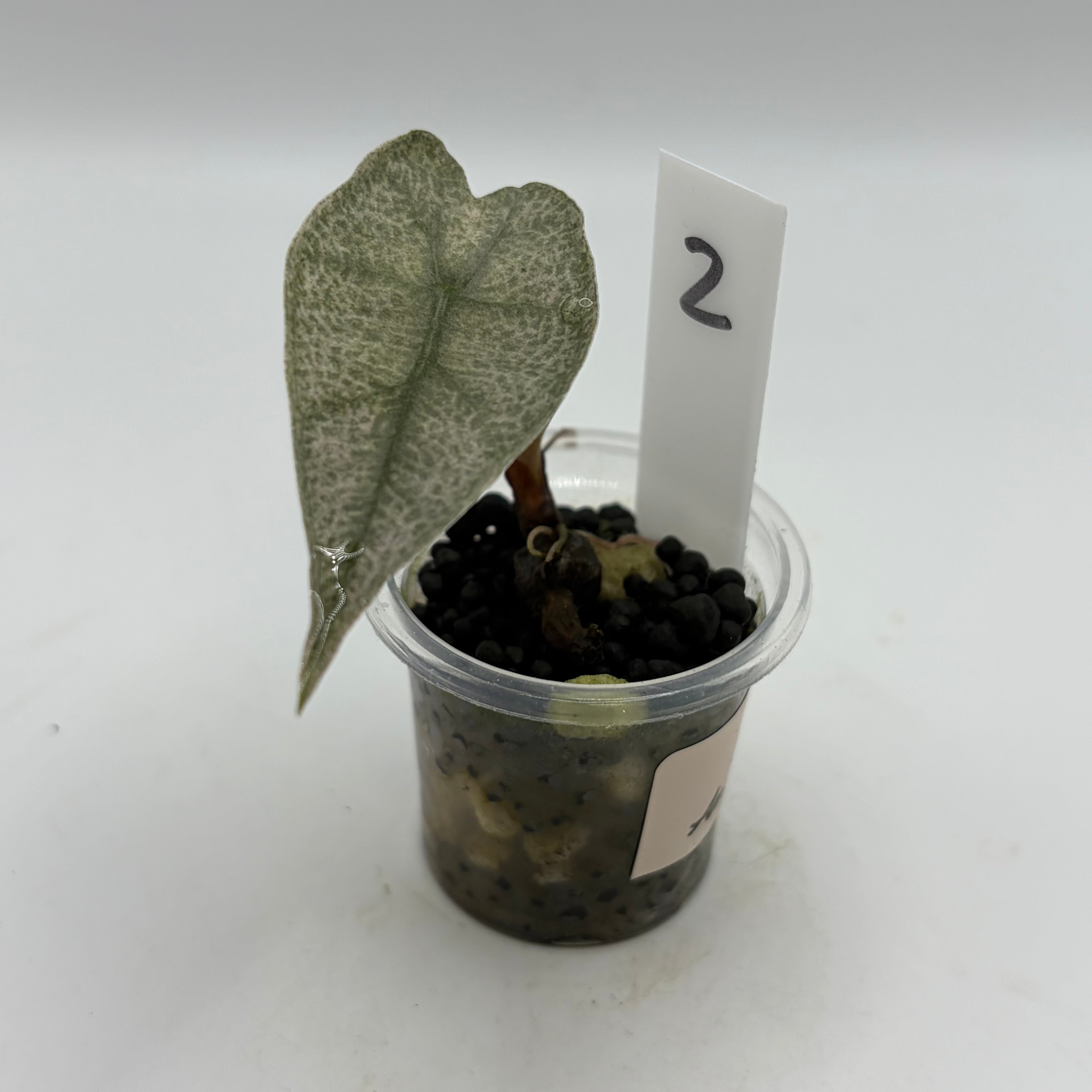 Alocasia Amazonica pink #2