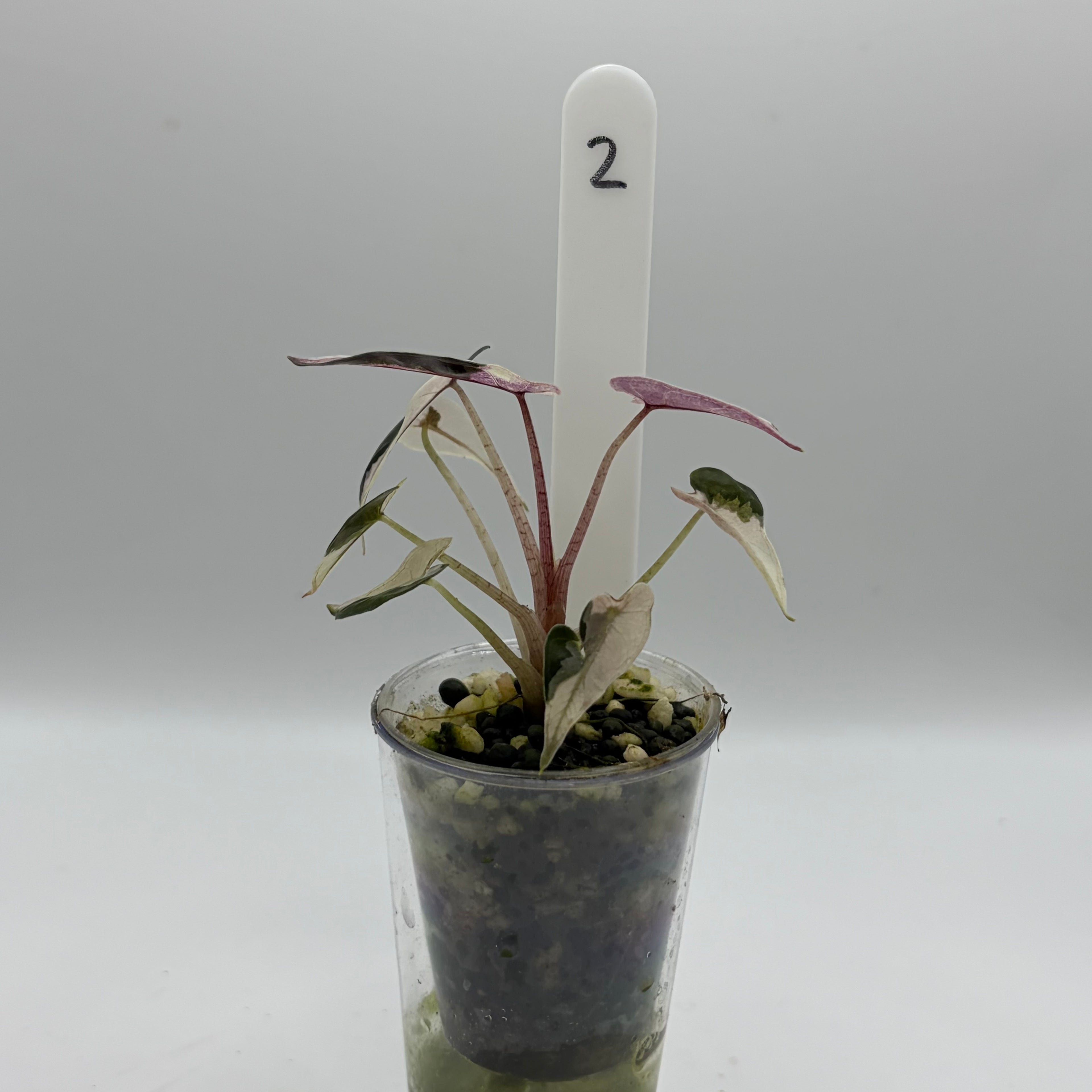 Alocasia Bambino pink