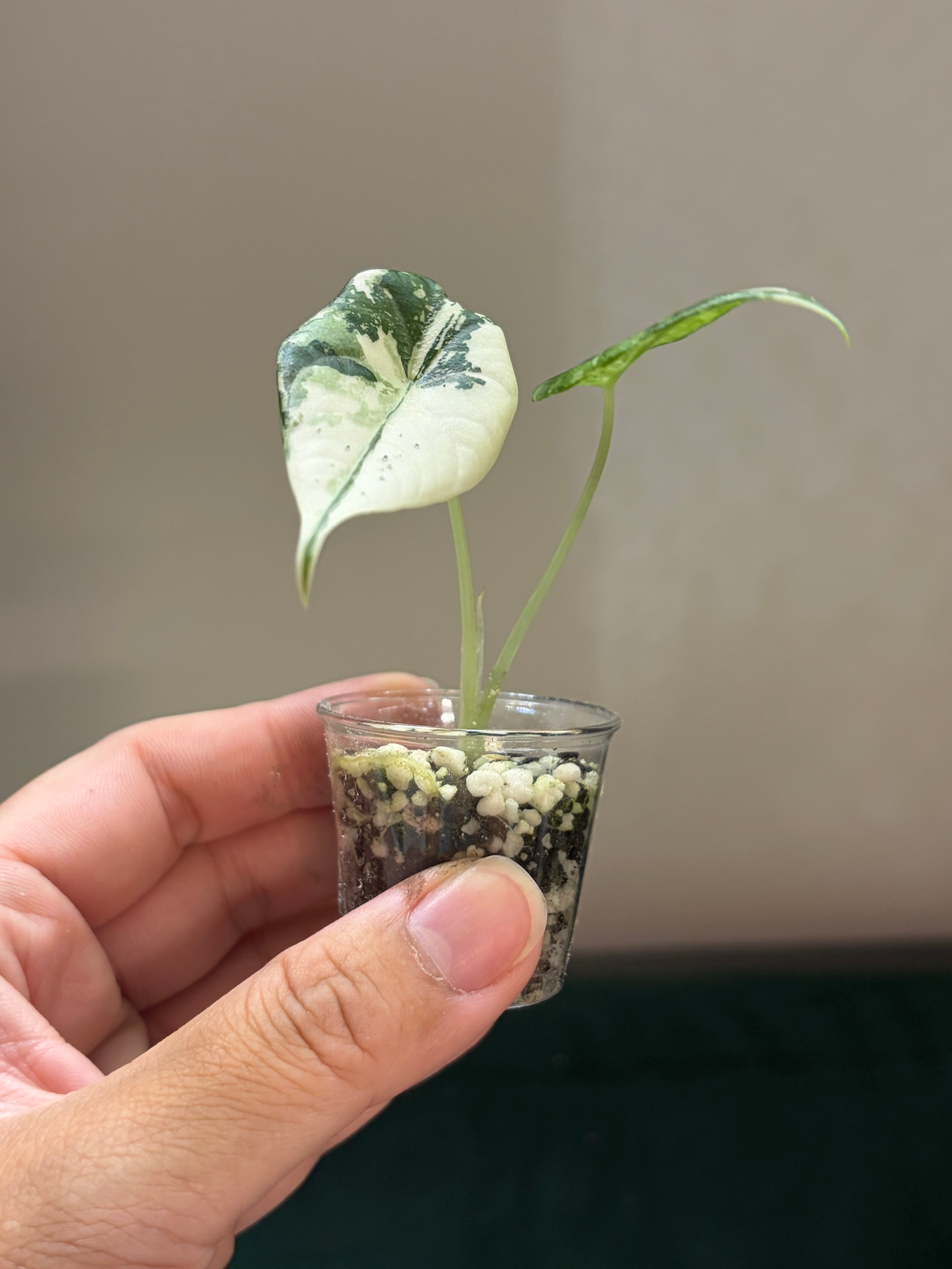 Alocasia Maharani albo