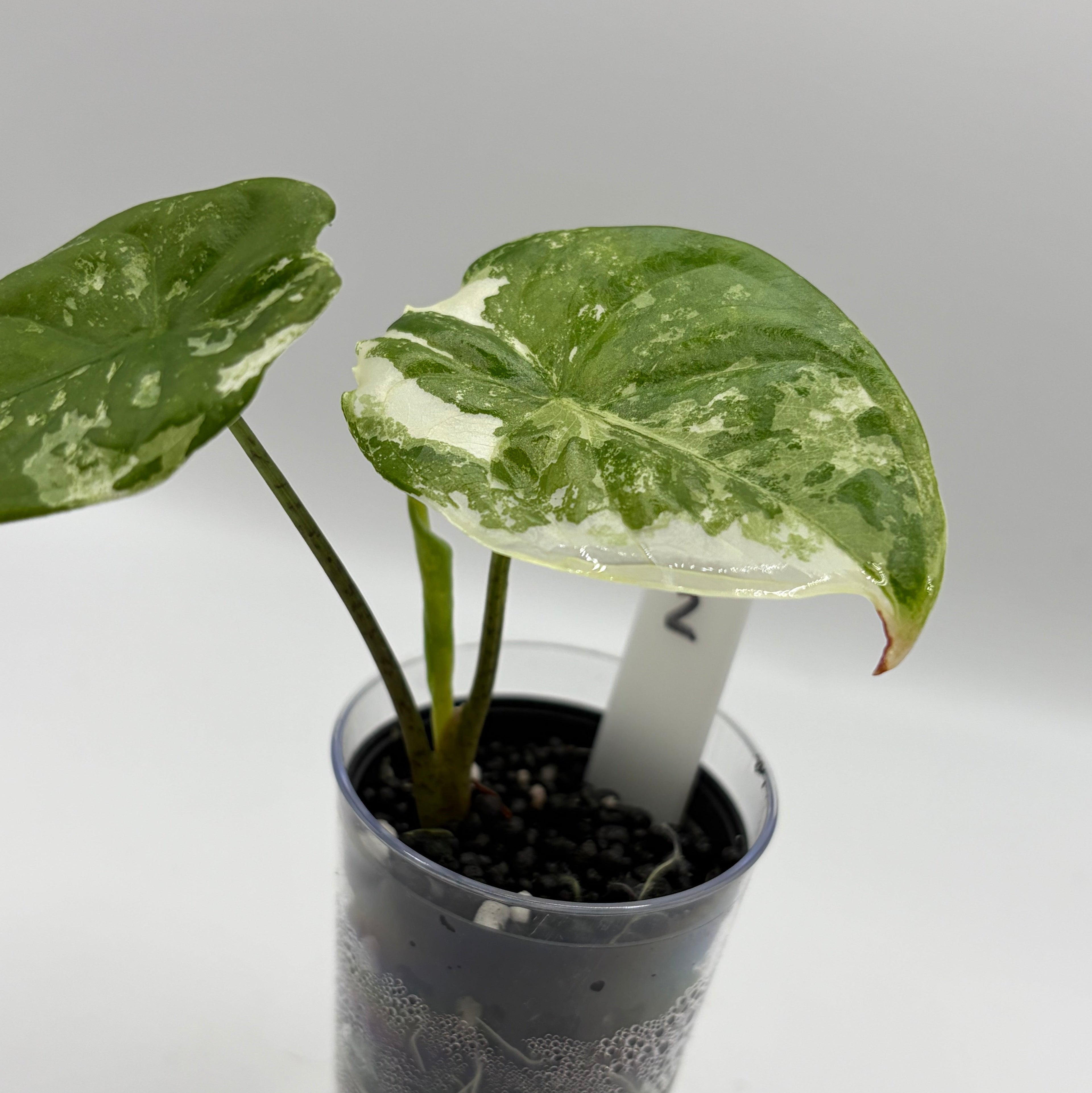 Alocasia Fornicata mint